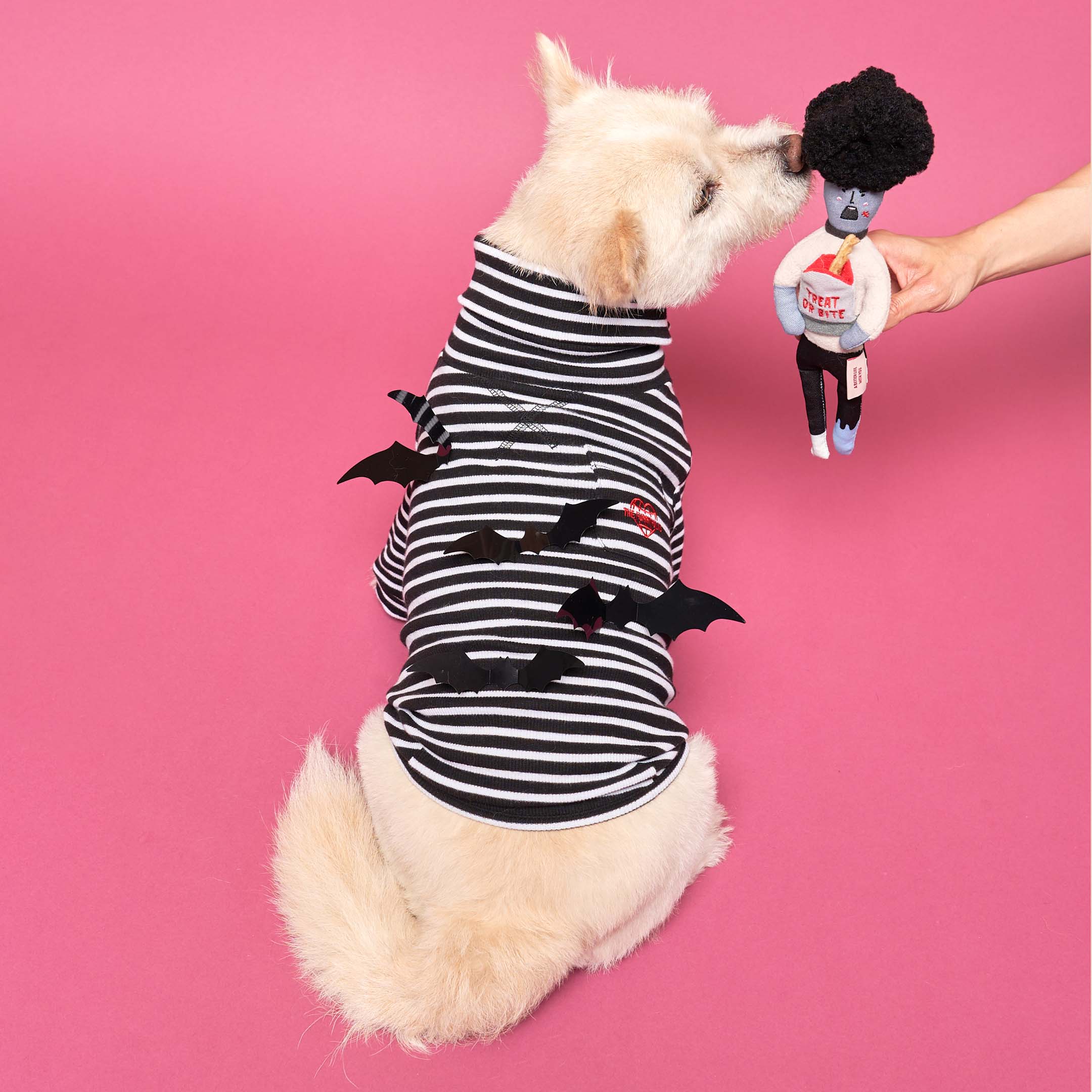 Adorable dog sniffing a zombie toy against a pink backdrop.