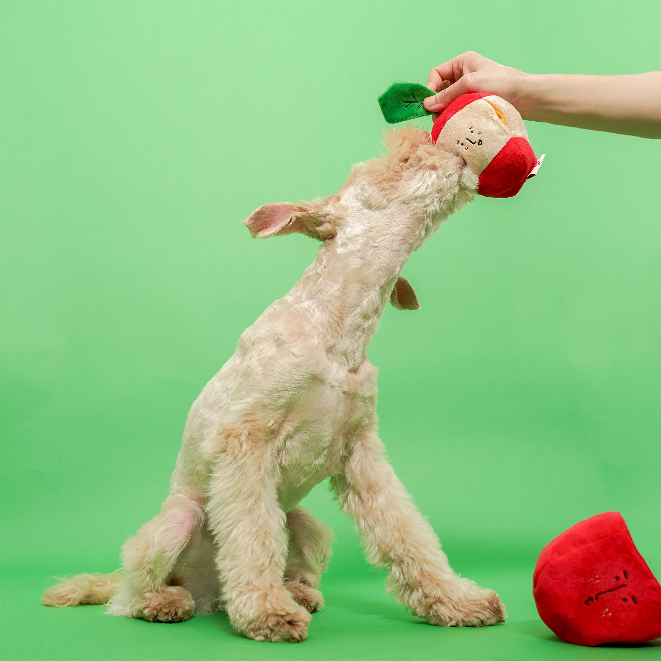 A white dog on its hind legs reaching for a red and white apple-shaped dog toy held by a person's hand against a green background, with another similar toy lying on the ground.