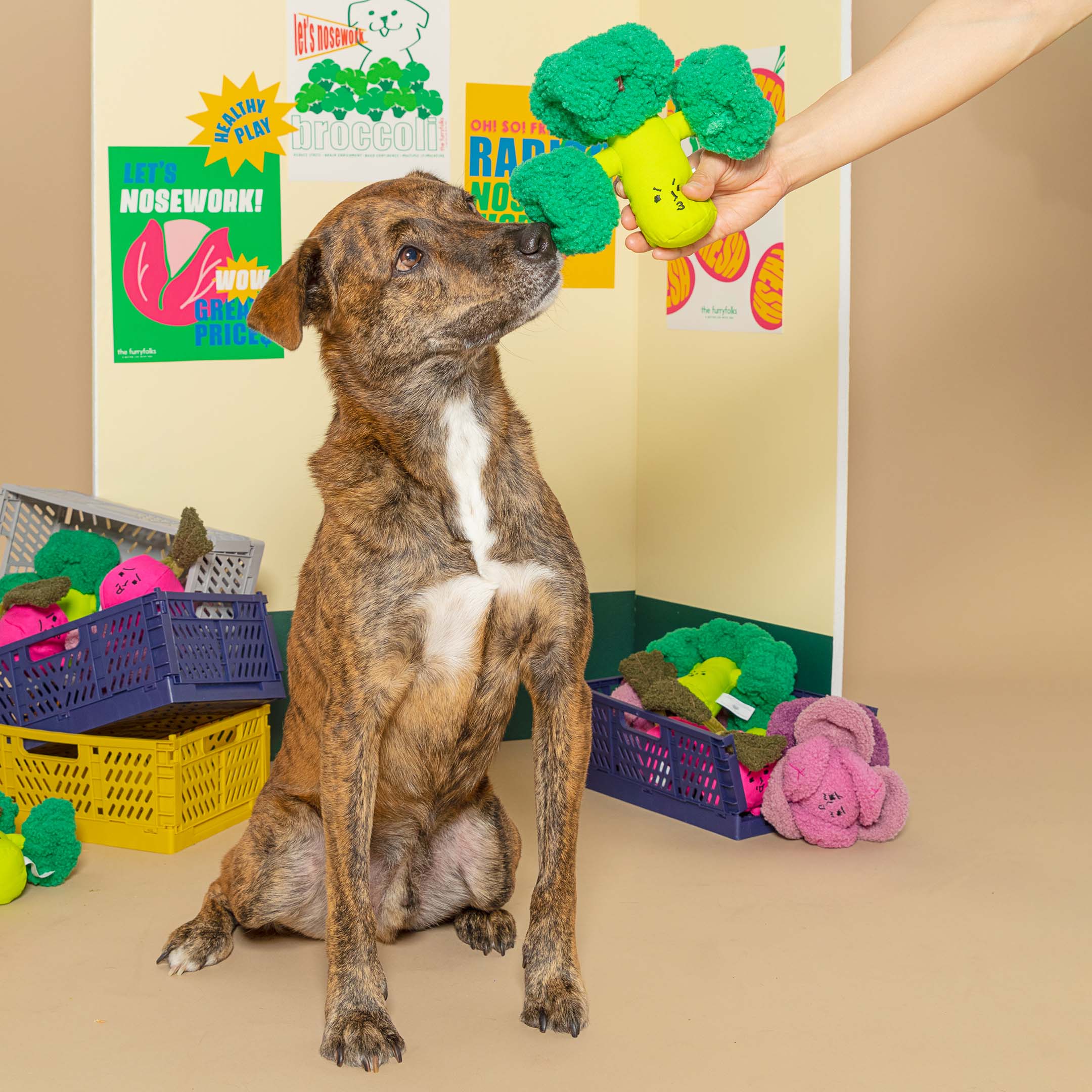 Dog sitting attentively in a store setup, looking at a broccoli toy being offered.