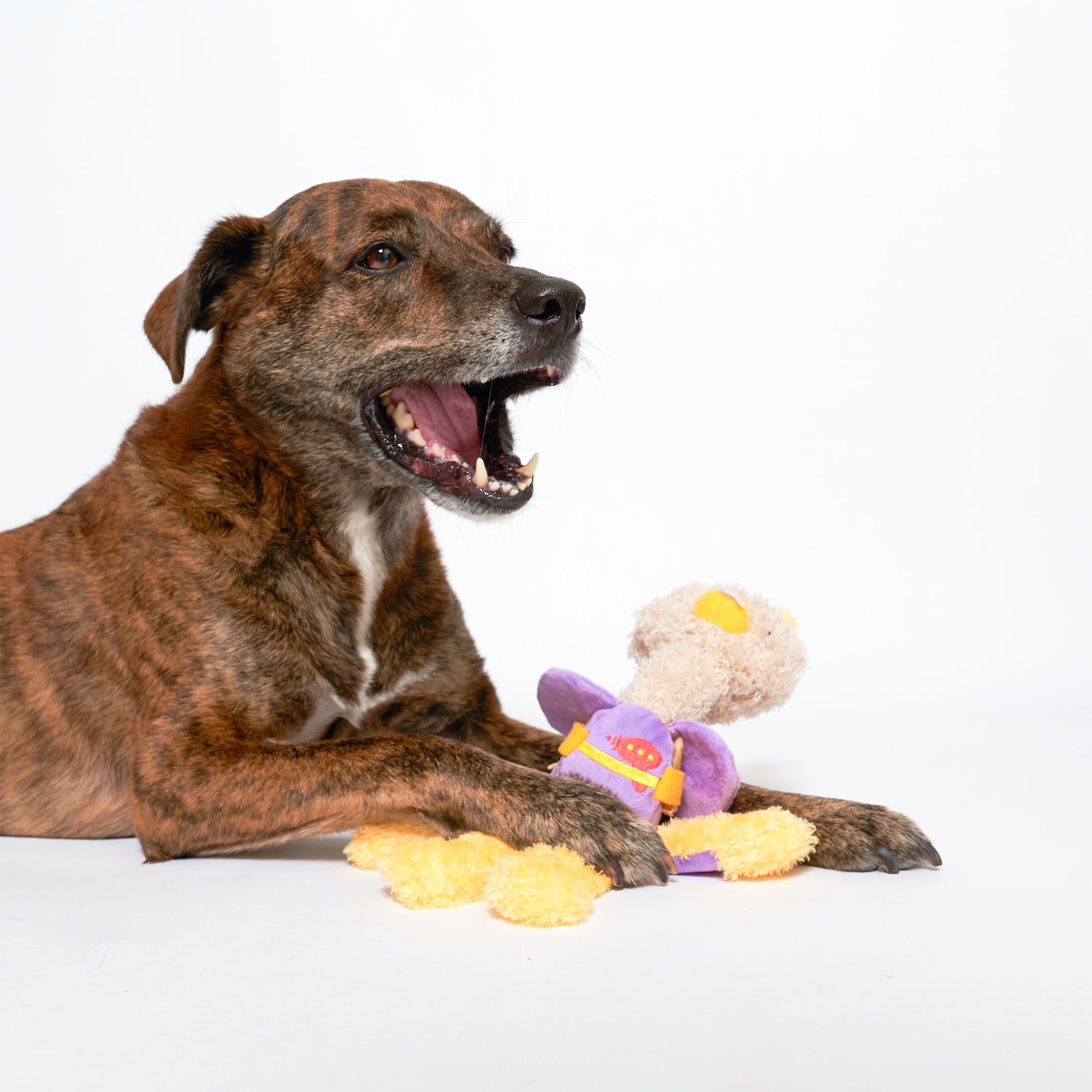 A dog playing with the OstriKraken dog toy by The Furryfolks, an interactive nosework toy combining an ostrich and Kraken design. The toy is designed with a treat pocket to engage dogs in fun and stimulating activities.