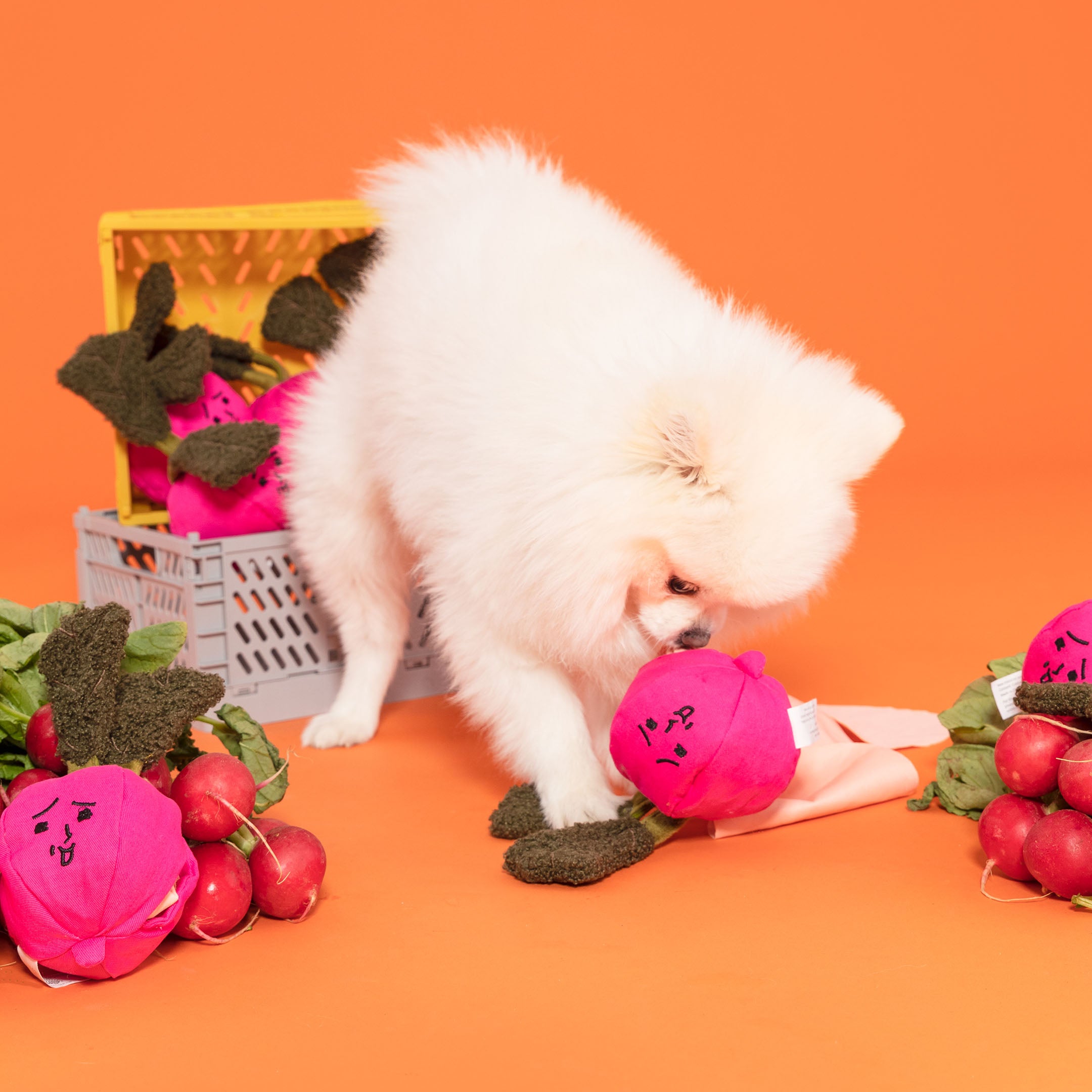 The image shows a fluffy white dog, resembling a Pomeranian, interacting with a vibrant pink radish-shaped toy on an orange background. Nearby is a white crate filled with more of these toys, and real radishes are scattered around, creating a playful and colorful scene. The dog's attention to the toy, along with the cheerful setting, suggests a fun and engaging environment, likely part of a promotional display for pet products.