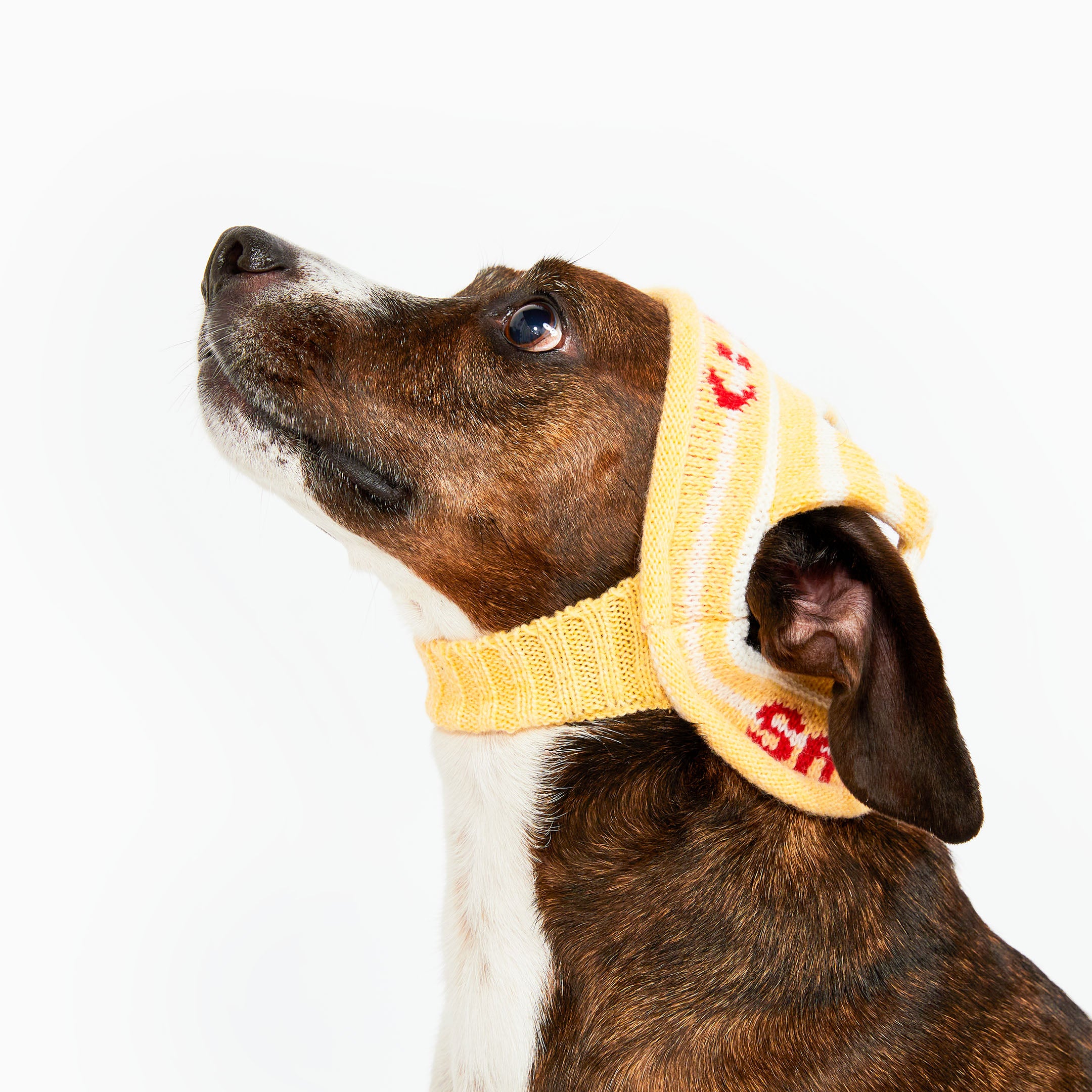 Dog wearing a yellow knitted sweater with red text on a white background
