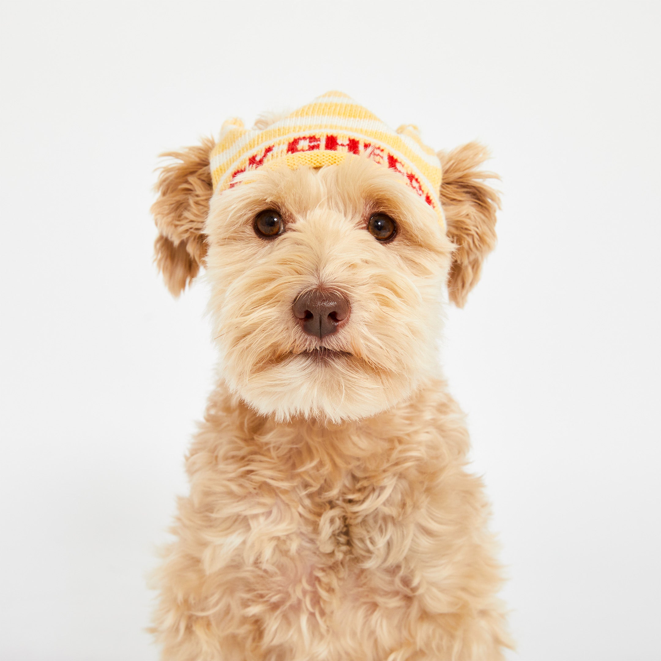 Dog wearing a yellow bandana with red text on a white background
