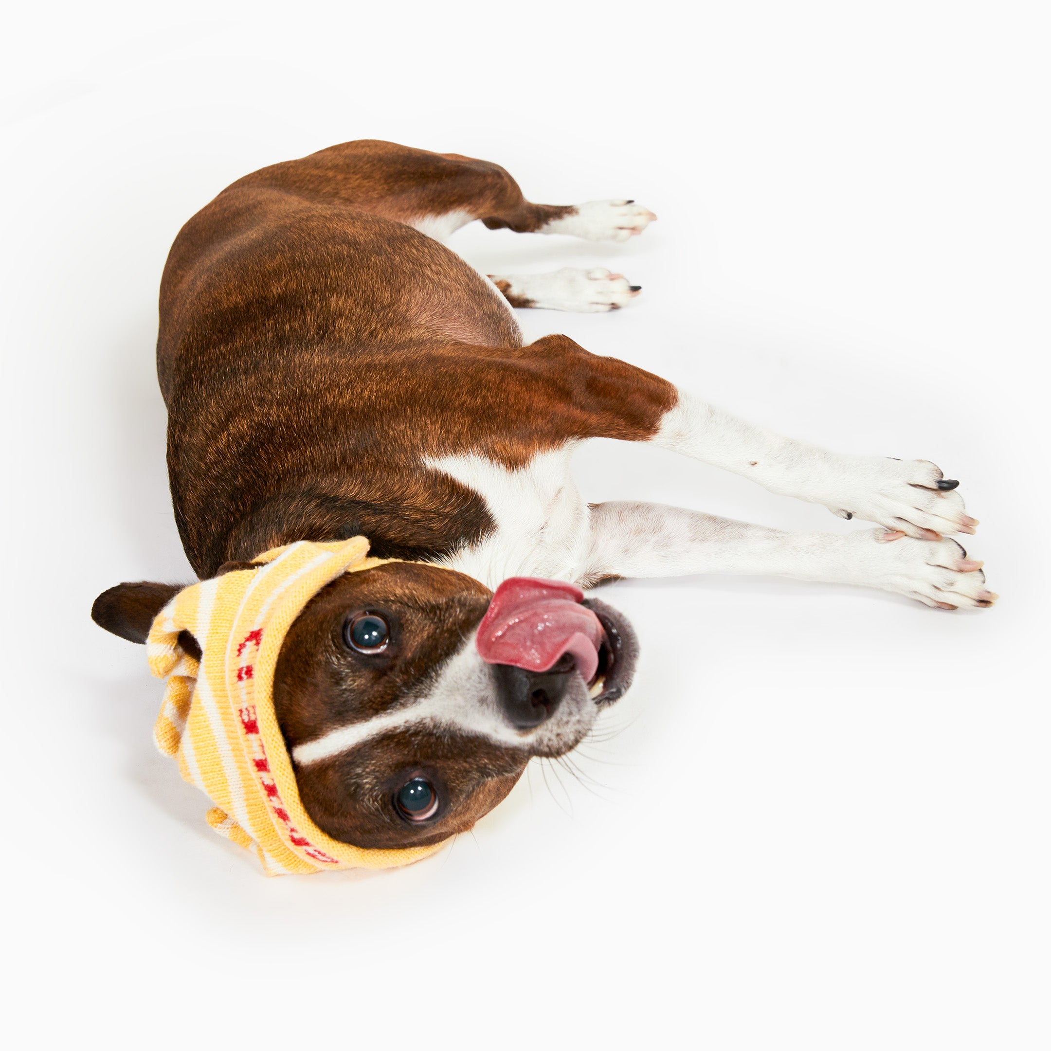 Dog wearing a yellow muzzle on a white background