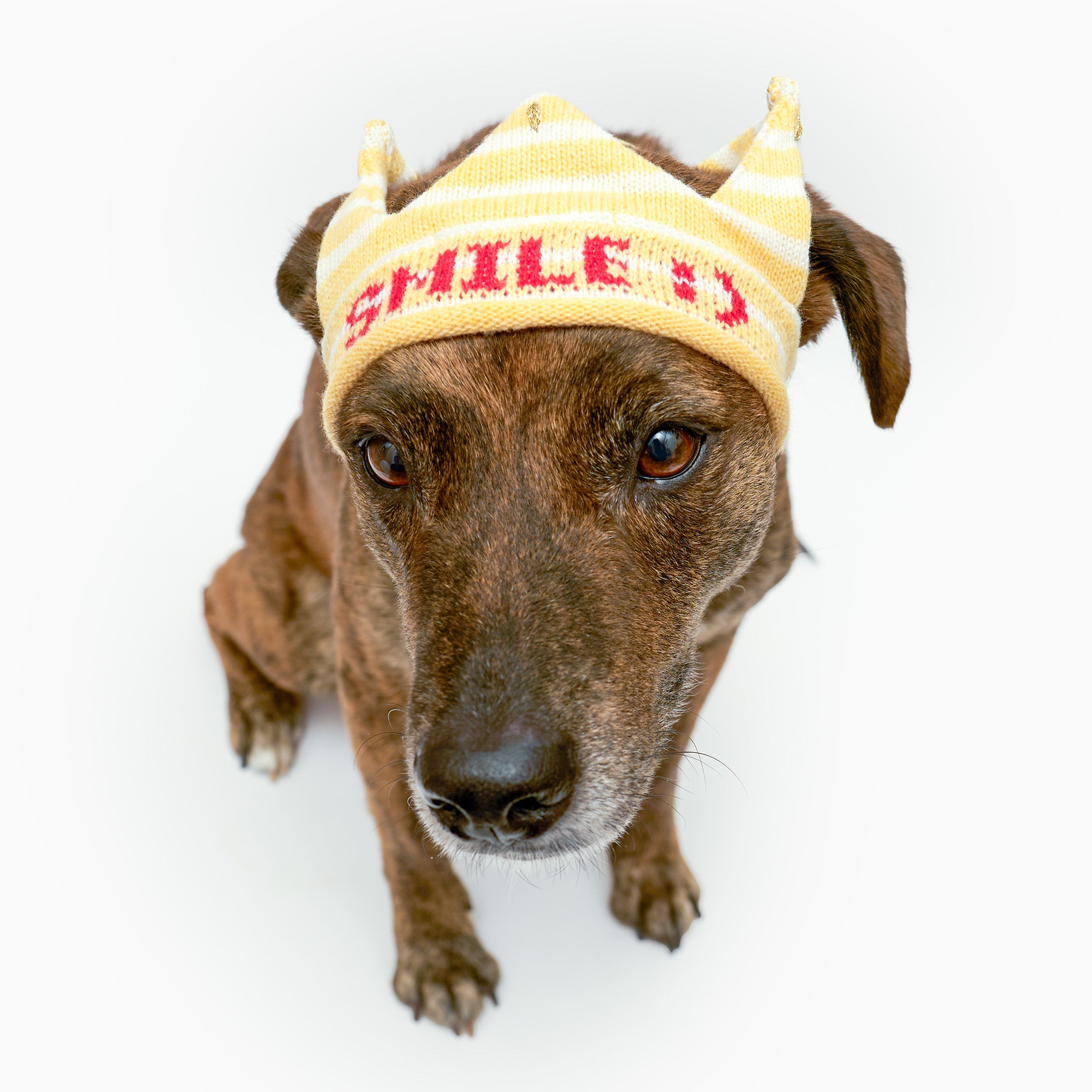 Dog wearing a yellow beanie with 'SMILE' text on a white background