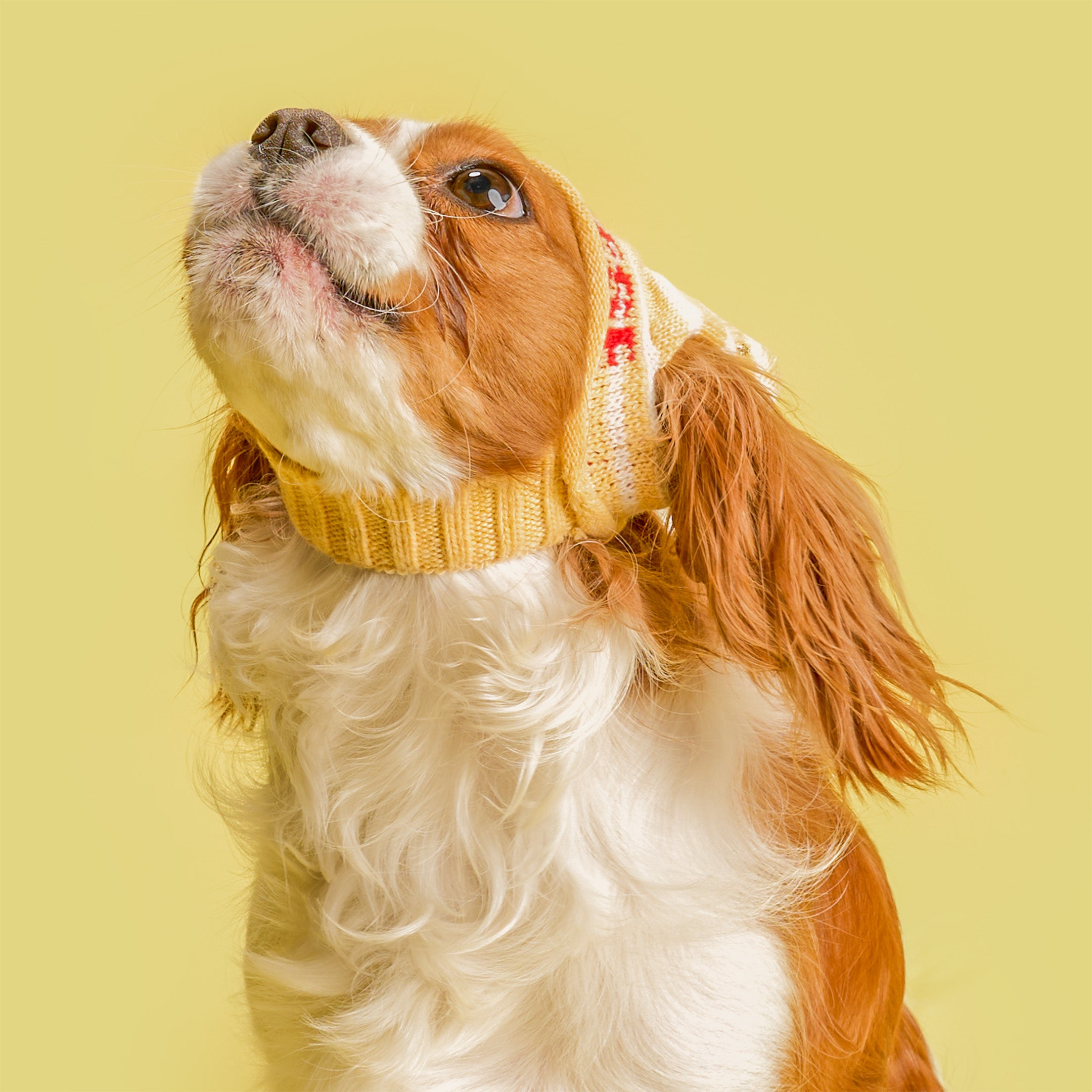 Dog wearing a yellow sweater on a yellow background