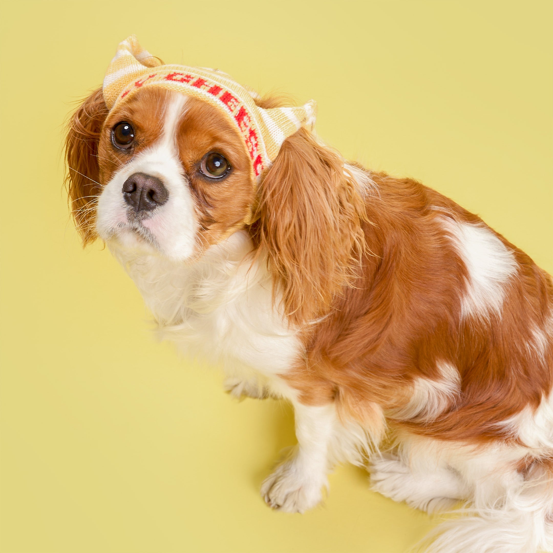 Dog wearing a headband with text on a yellow background