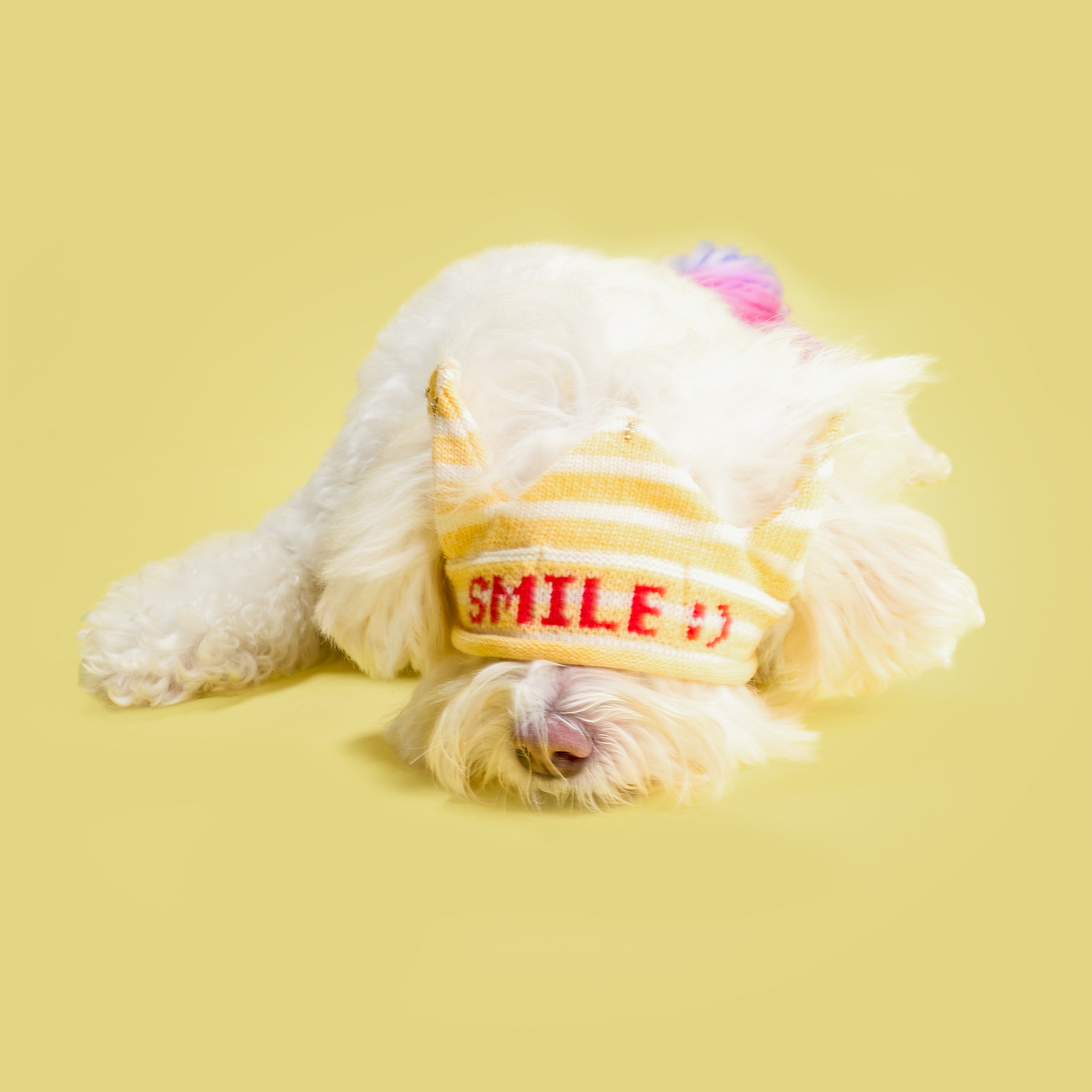 White dog wearing a striped sweater with 'SMILE :)' text on a yellow background