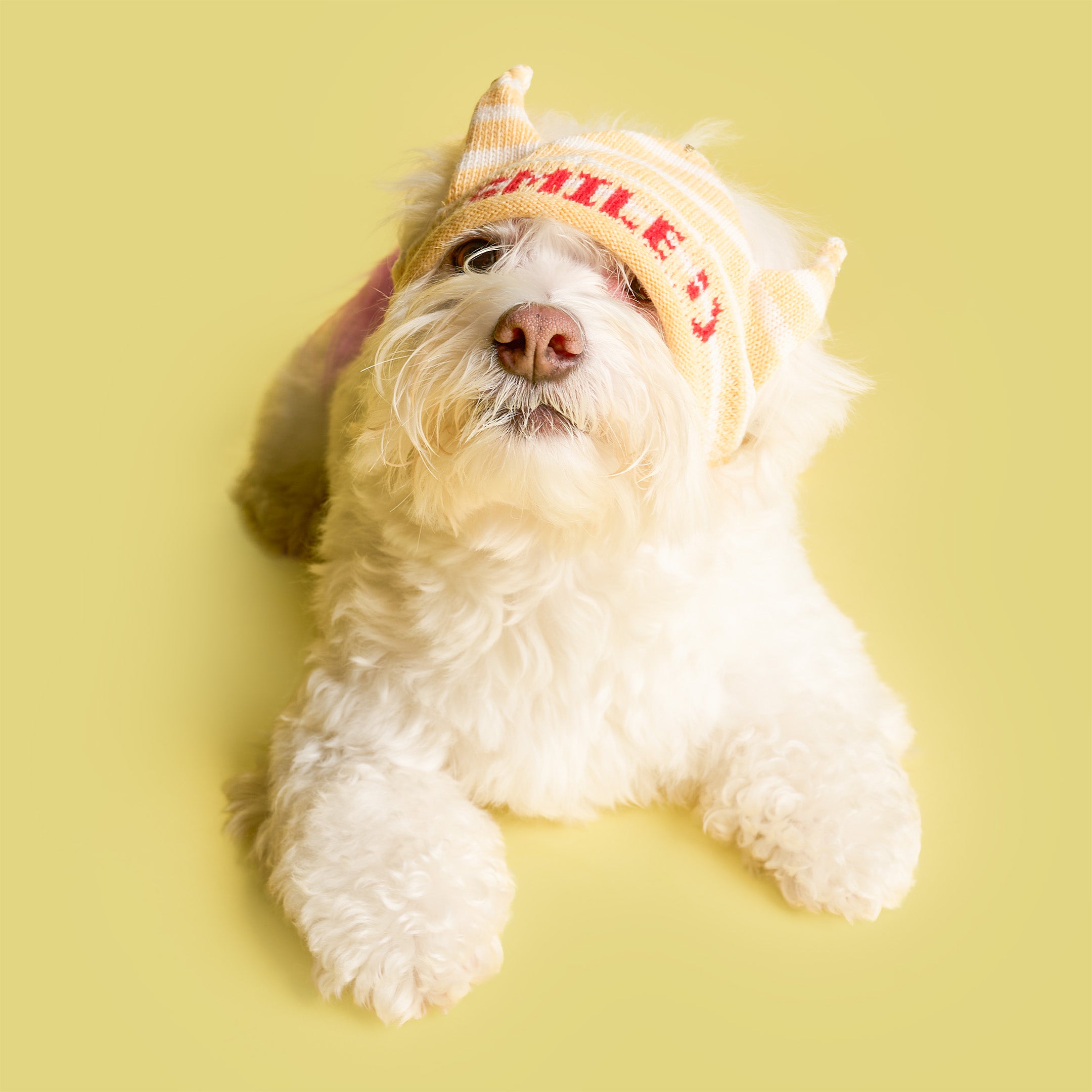 White dog wearing a yellow beanie with text on a yellow background