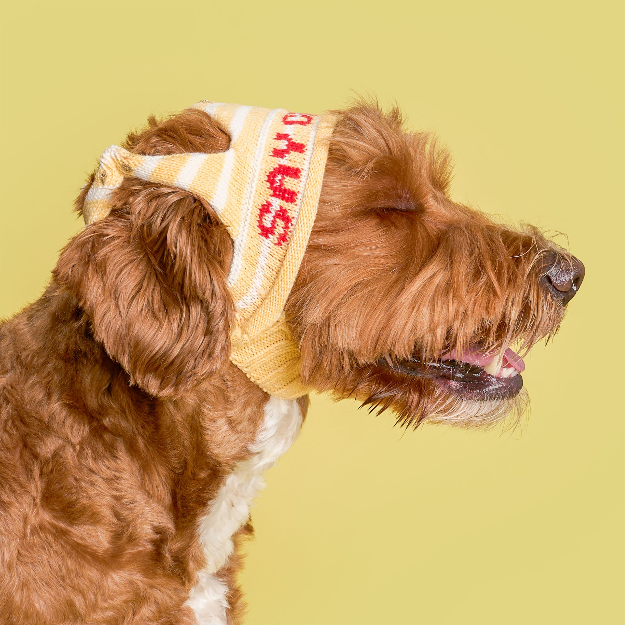 Brown dog wearing a striped bandana with text on a yellow background
