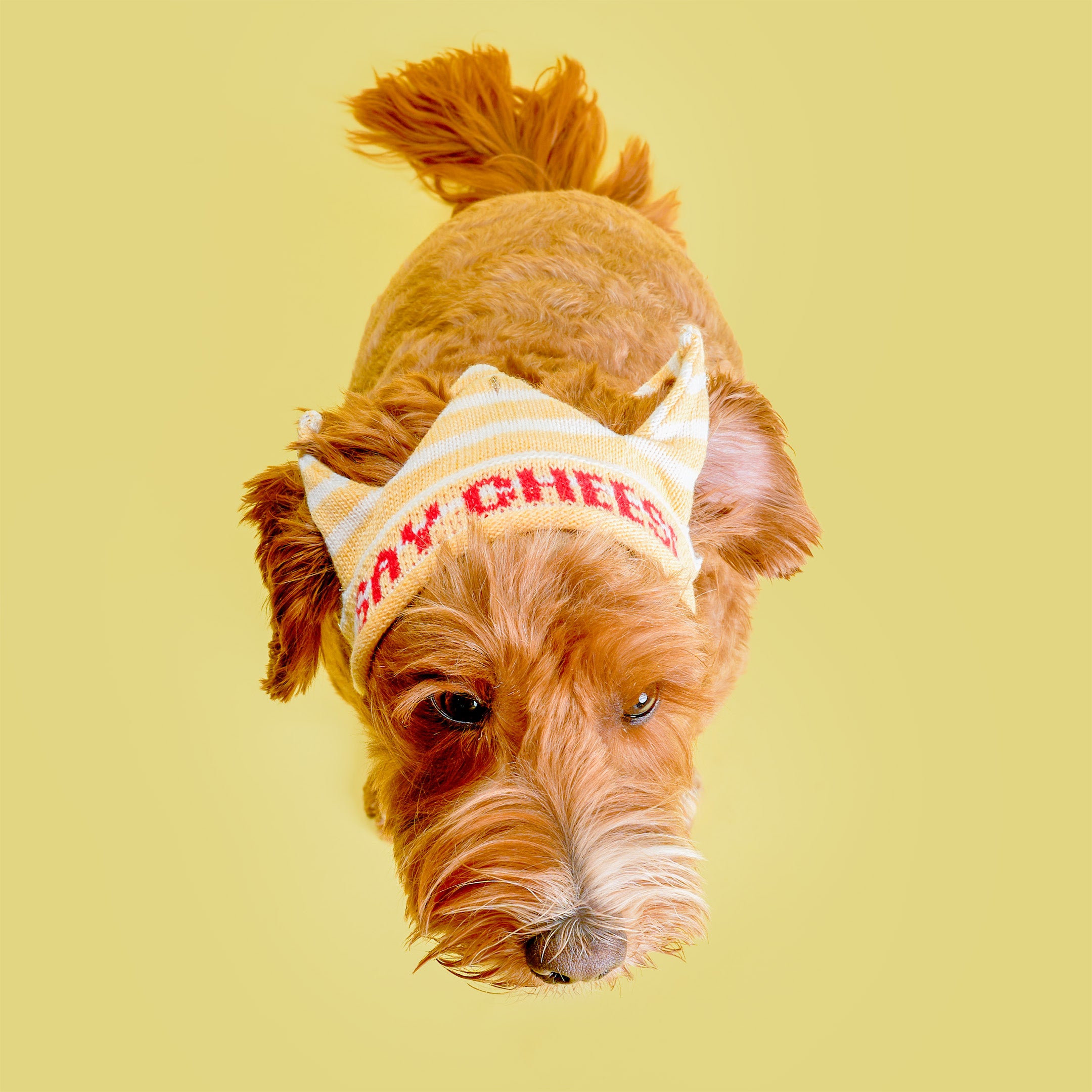 Dog wearing a striped hat with text on a yellow background