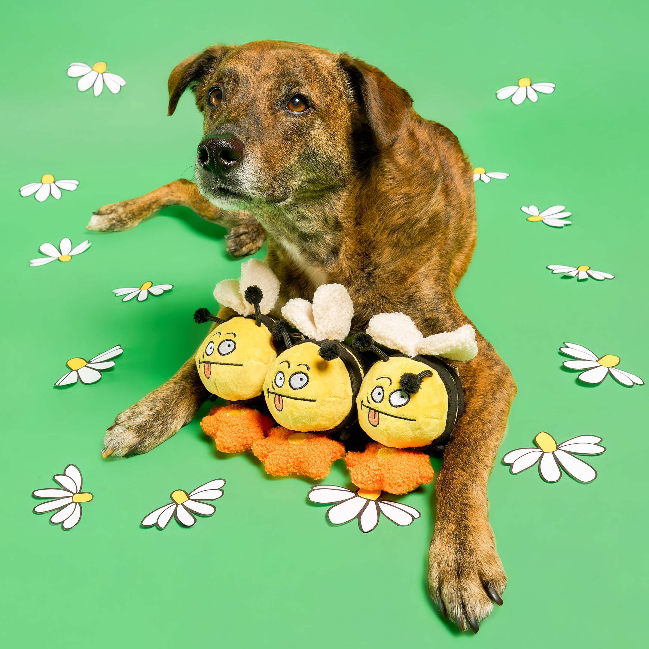Dog playing with a plush bee toy on a green background with white flowers