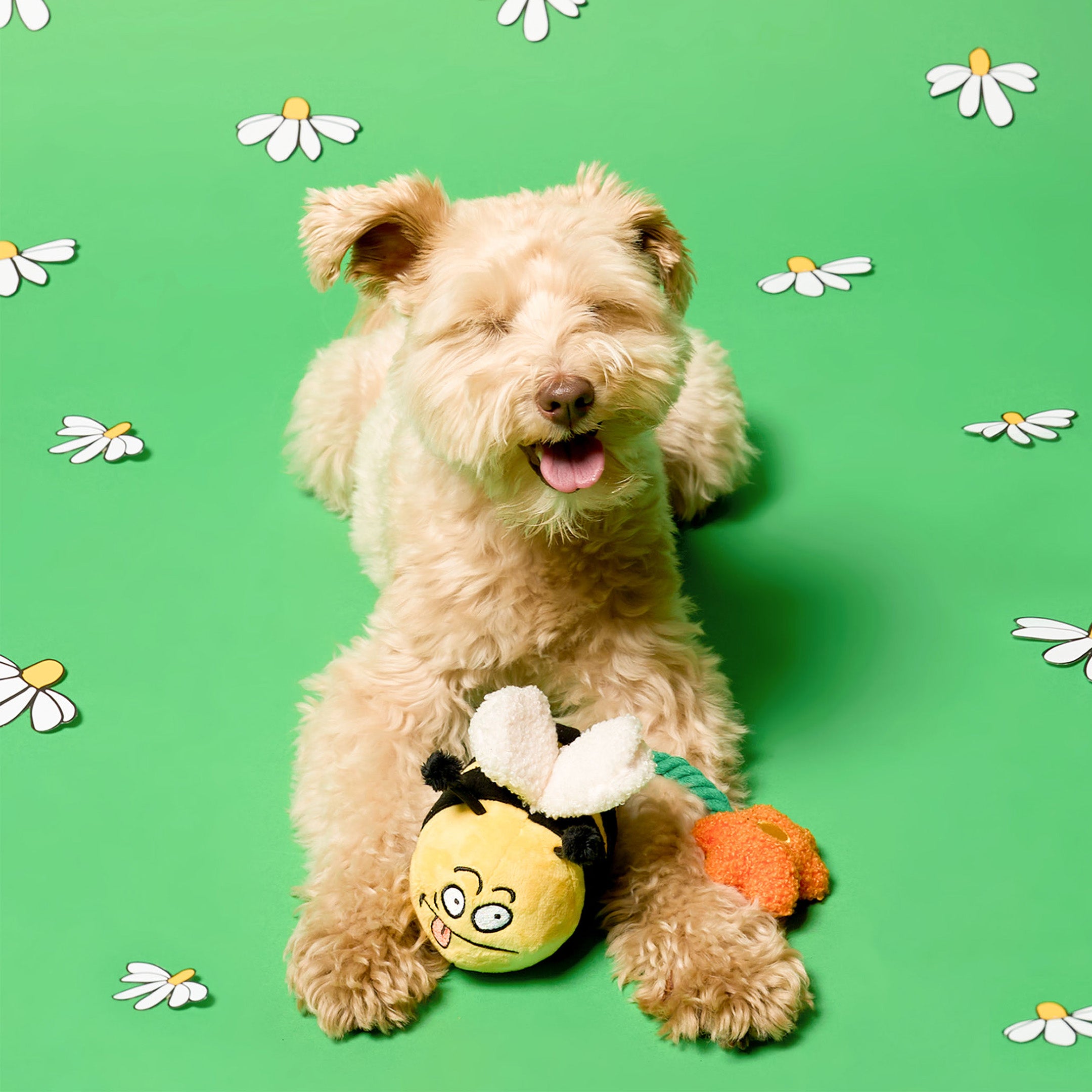 Dog with a toy on a green background with flower patterns