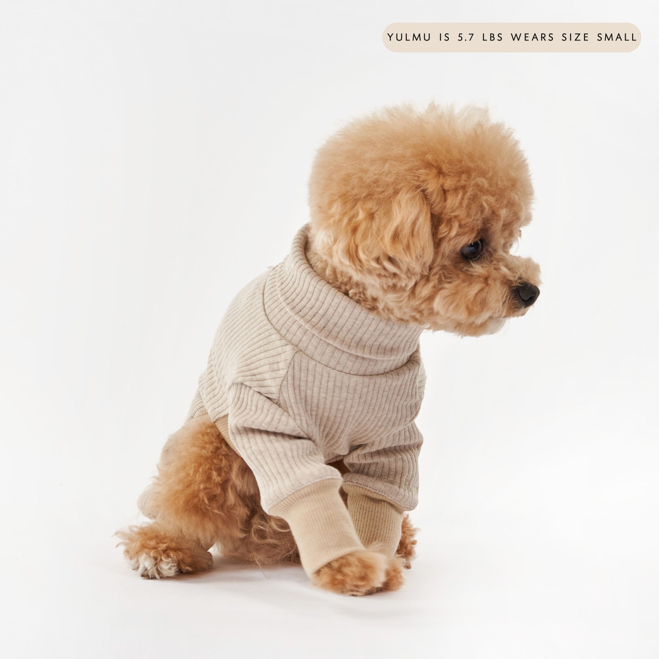 A small fluffy dog in a beige ribbed onesie, sitting sideways with a gentle look, labeled with weight and size.