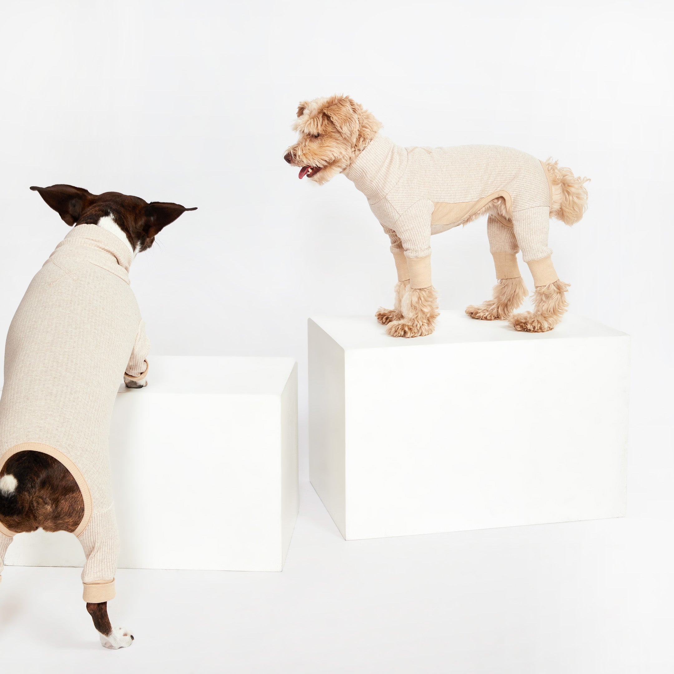 Two dogs in beige ribbed dog onesies standing on white blocks, one facing forward and the other looking at its friend.