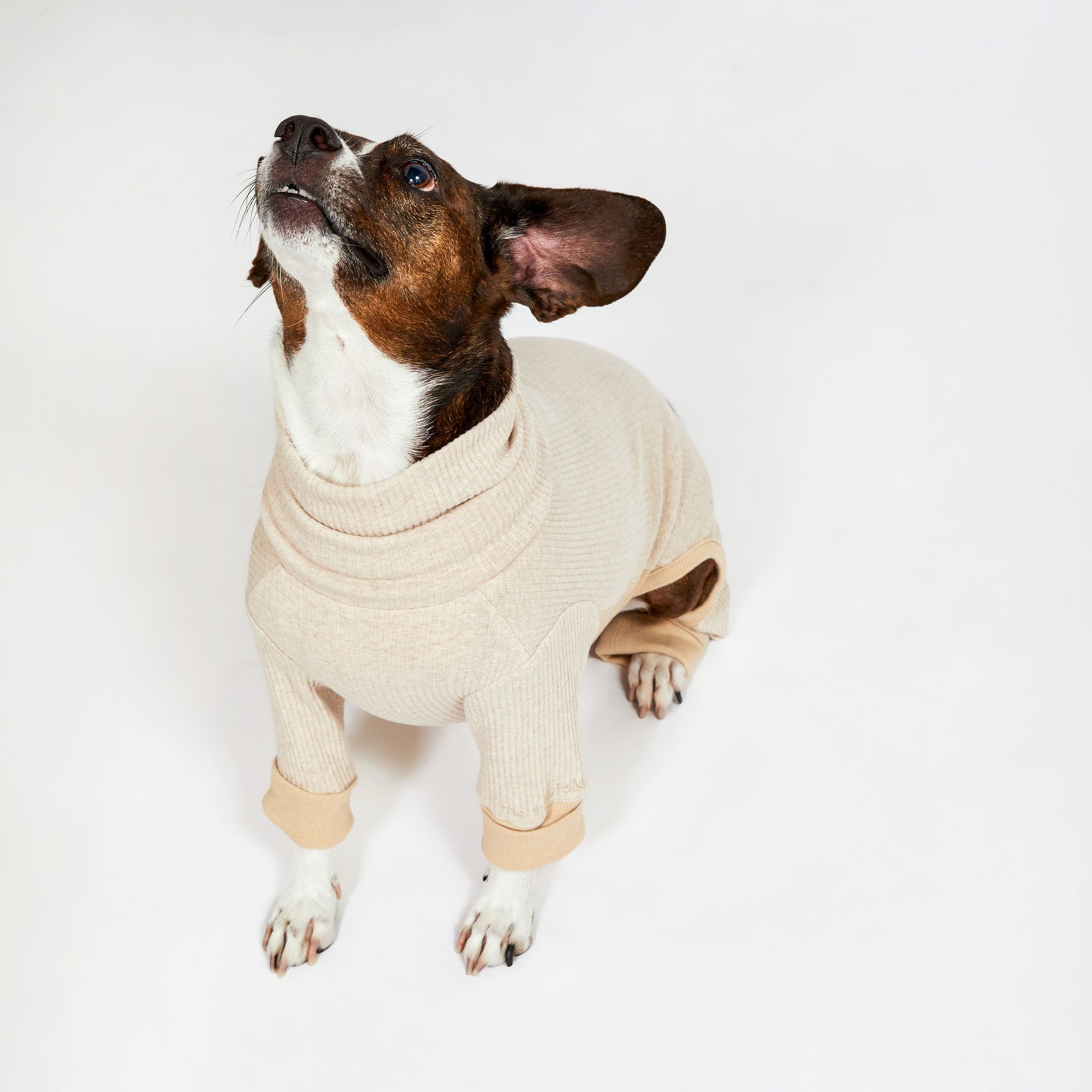 A small dog in a beige ribbed onesie sitting and looking up with anticipation, ears perked and alert.