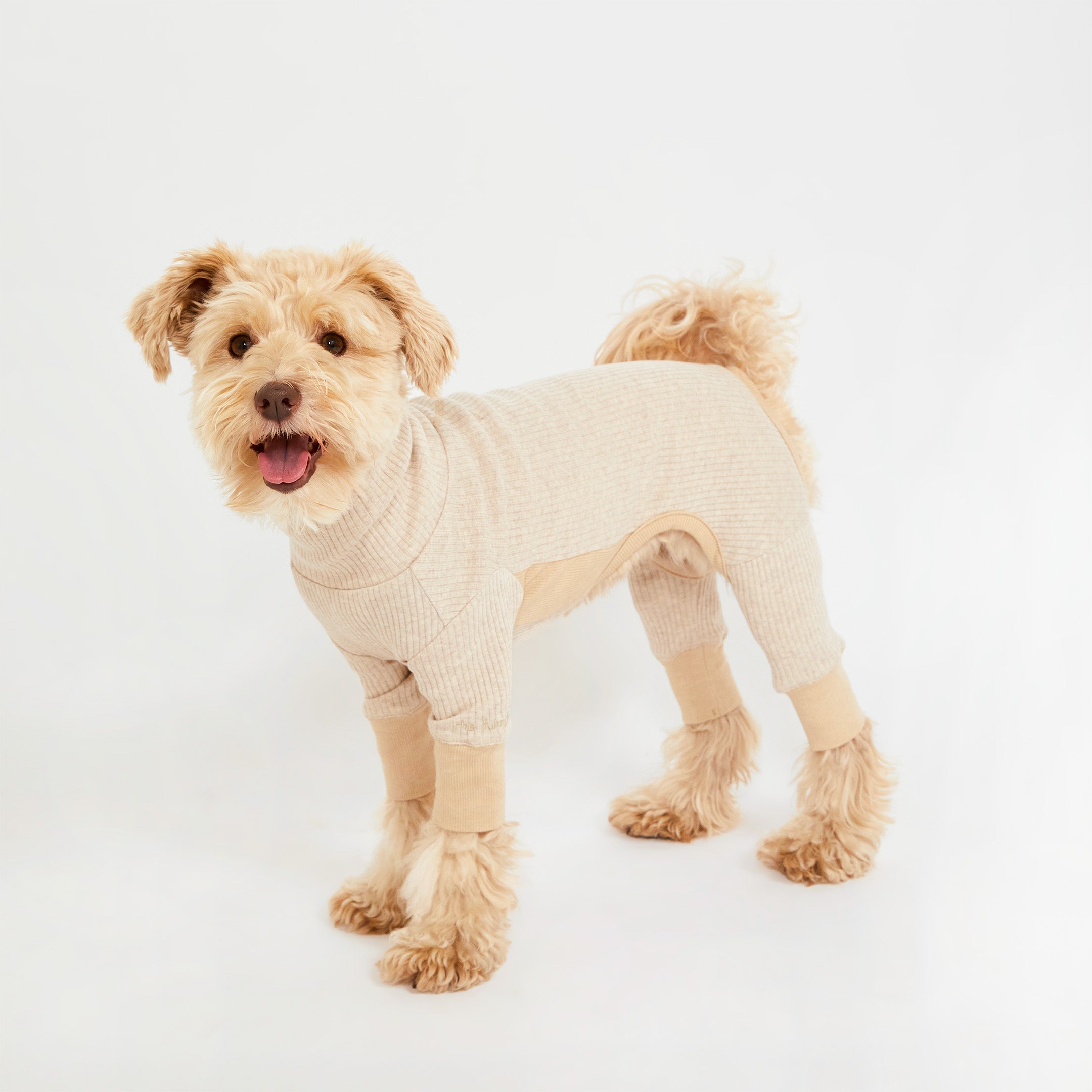 A curly-haired dog standing in a beige ribbed dog onesie, looking happy with its mouth open and tail curled.