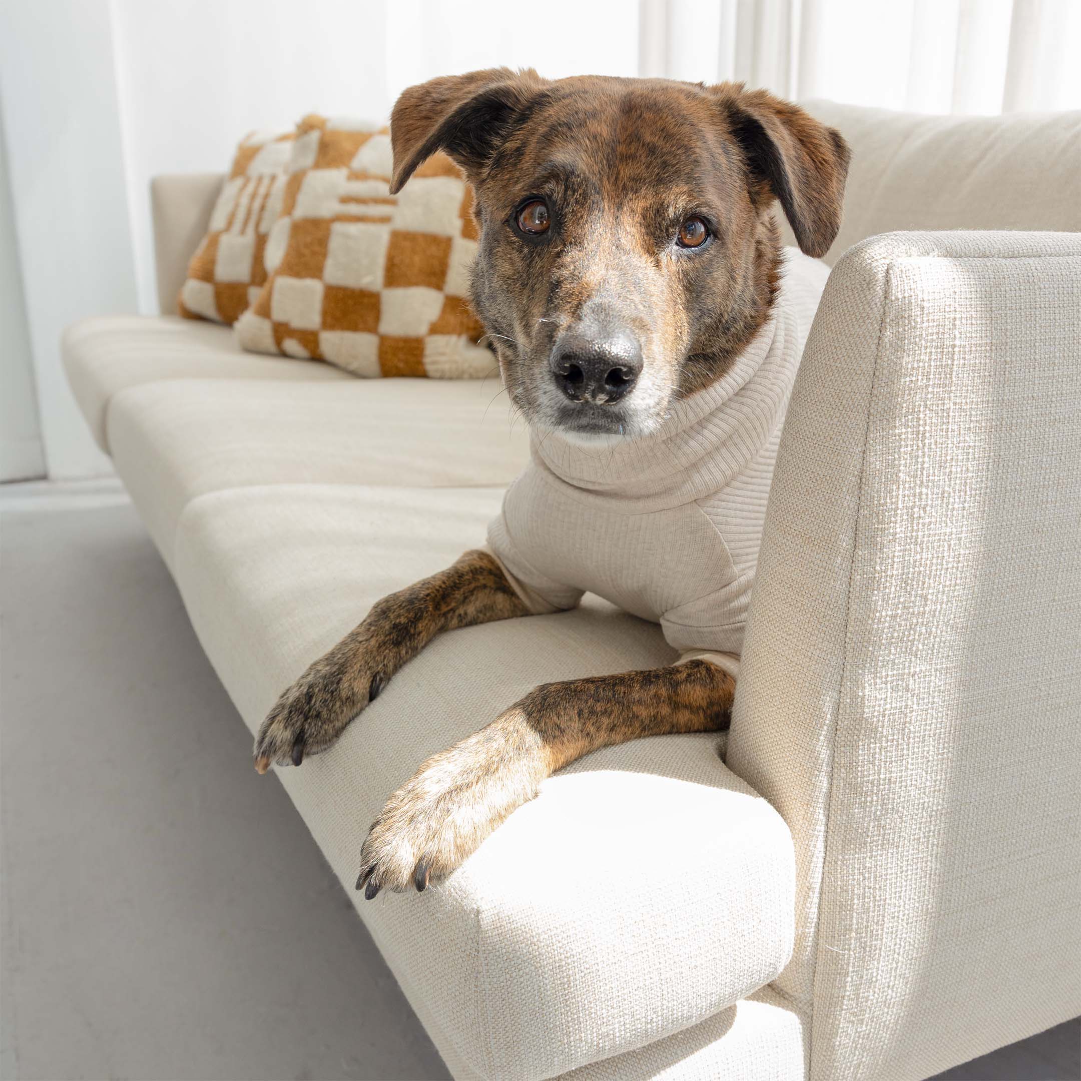 A brindle-coated dog wearing a beige ribbed dog onesie, lying on a cream-colored couch and looking directly at the camera with a calm expression.