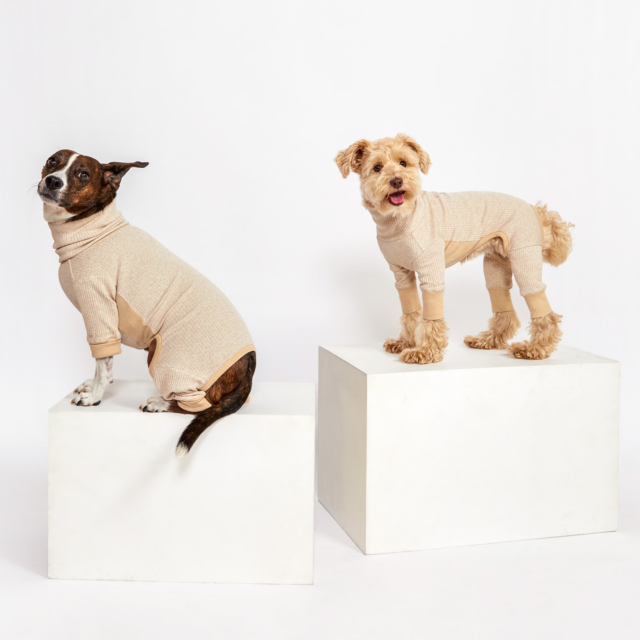 Two dogs wearing beige ribbed onesies sitting on white blocks, both looking at the camera with relaxed expressions.