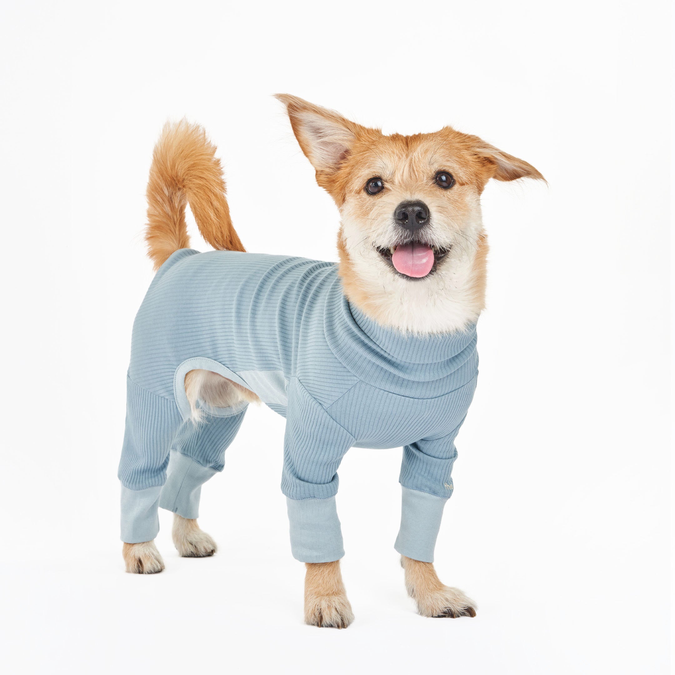 A cheerful dog wearing a blue ribbed dog onesie with cuffed sleeves, tongue out and ears perked, standing confidently.