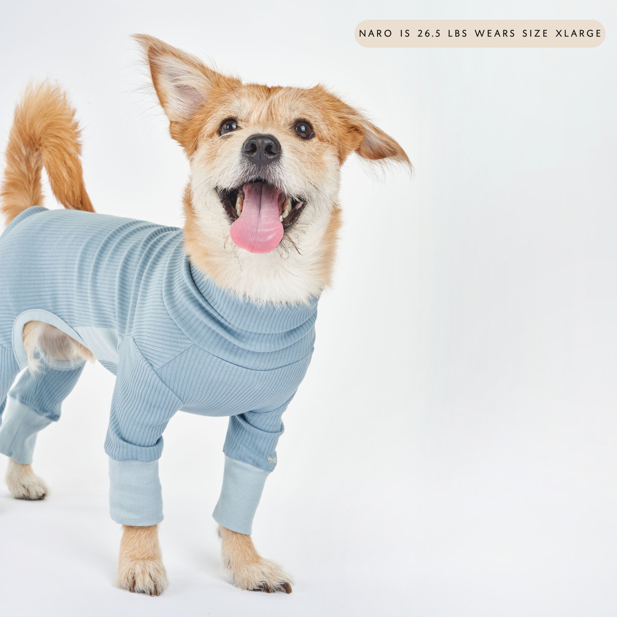 A happy dog in a blue ribbed dog onesie with cuffed sleeves, standing with its mouth open, showing the dog's weight and size.