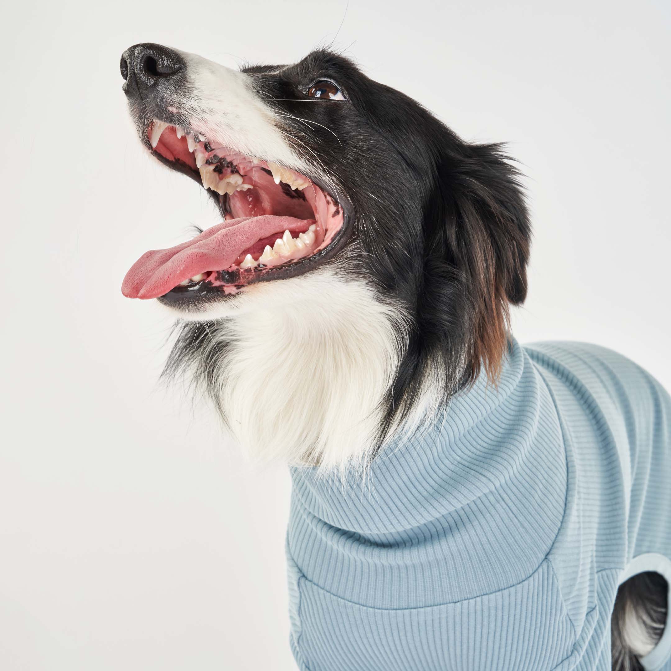 Close-up of a black-and-white dog in a blue ribbed onesie, looking upward with mouth open, revealing a joyful smile.