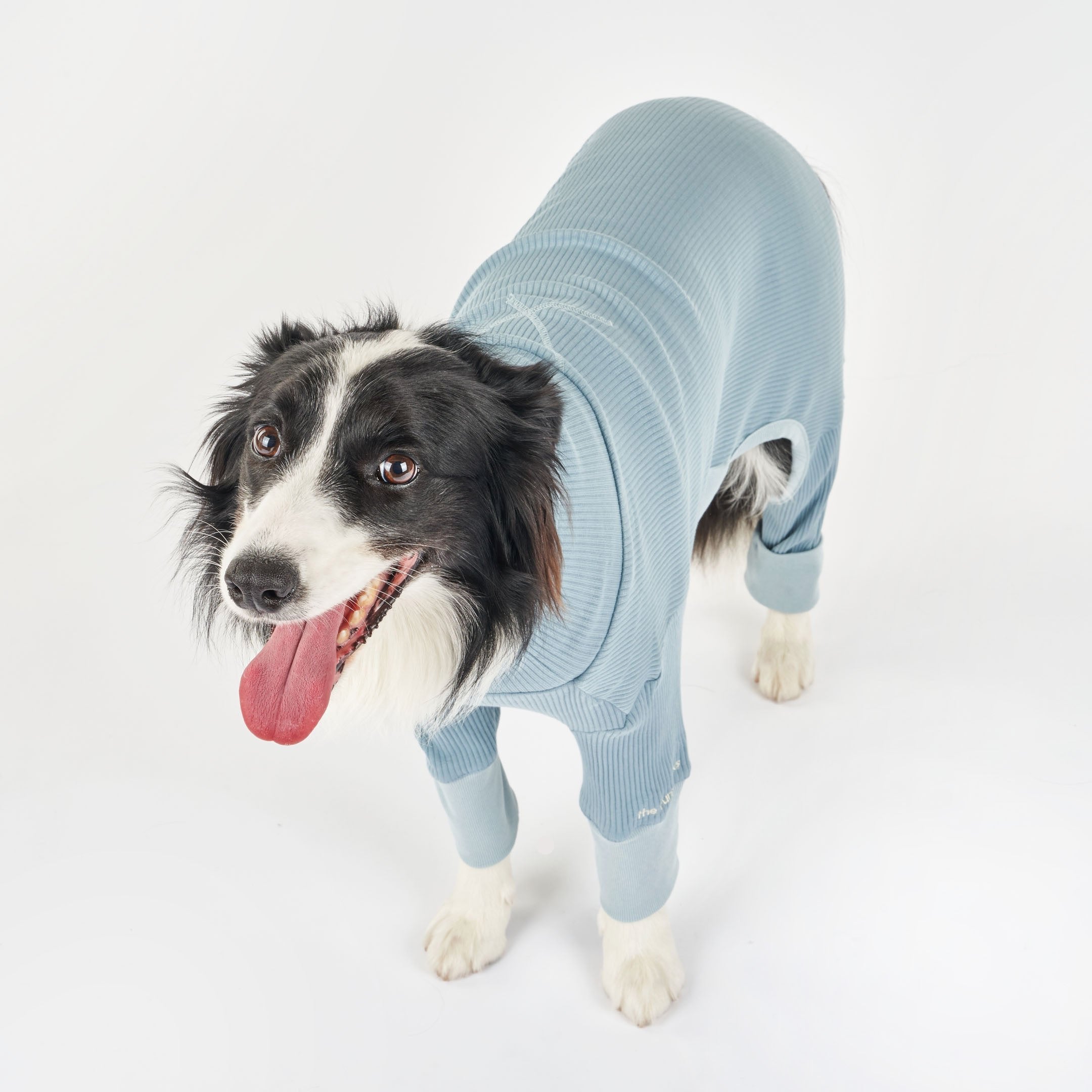 A large black-and-white dog in a blue ribbed dog onesie, standing and panting with tongue out, showing its happy expression.