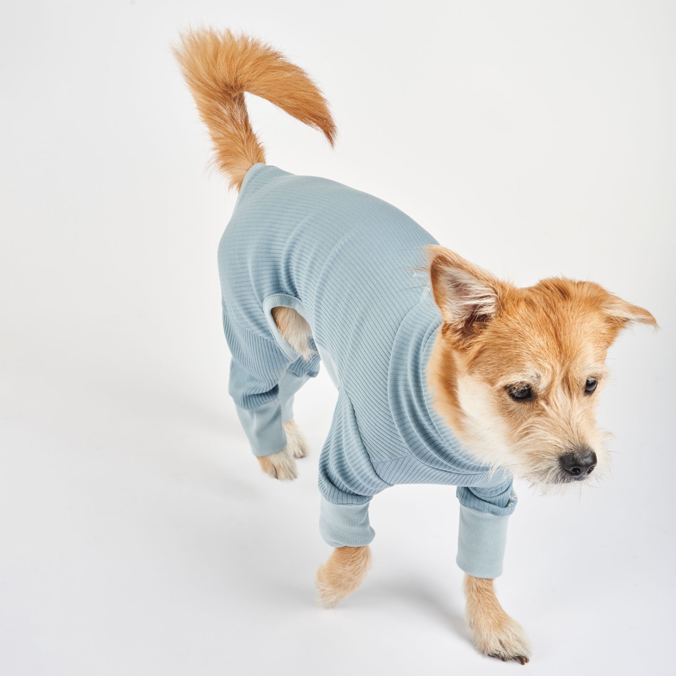 A dog wearing a blue ribbed onesie with cuffed sleeves, walking forward, tail held high, looking alert and focused.