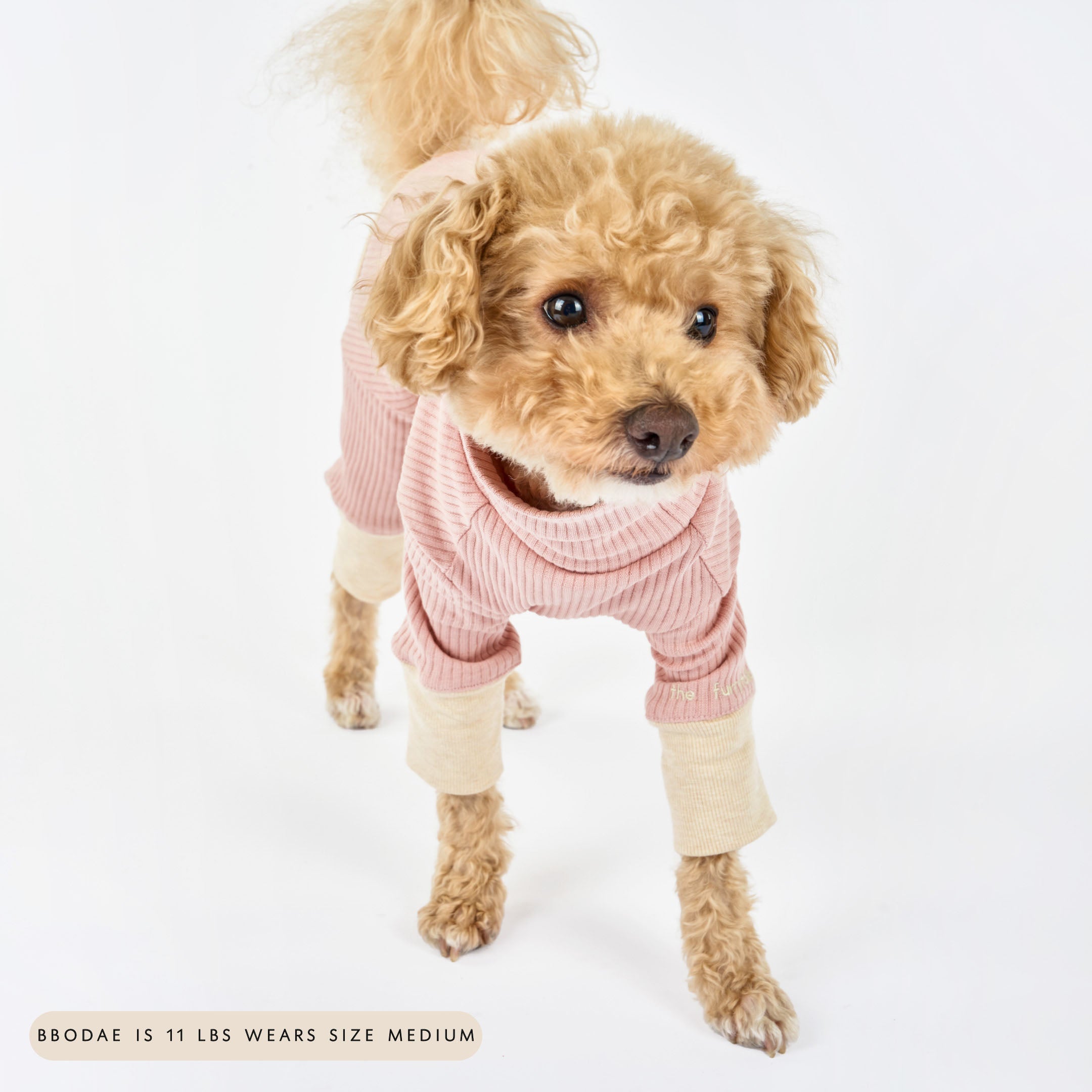 A small curly-haired dog wearing a pink ribbed onesie with cream cuffs, standing and facing forward with a curious expression. Text at the bottom indicates the dog's weight and size.