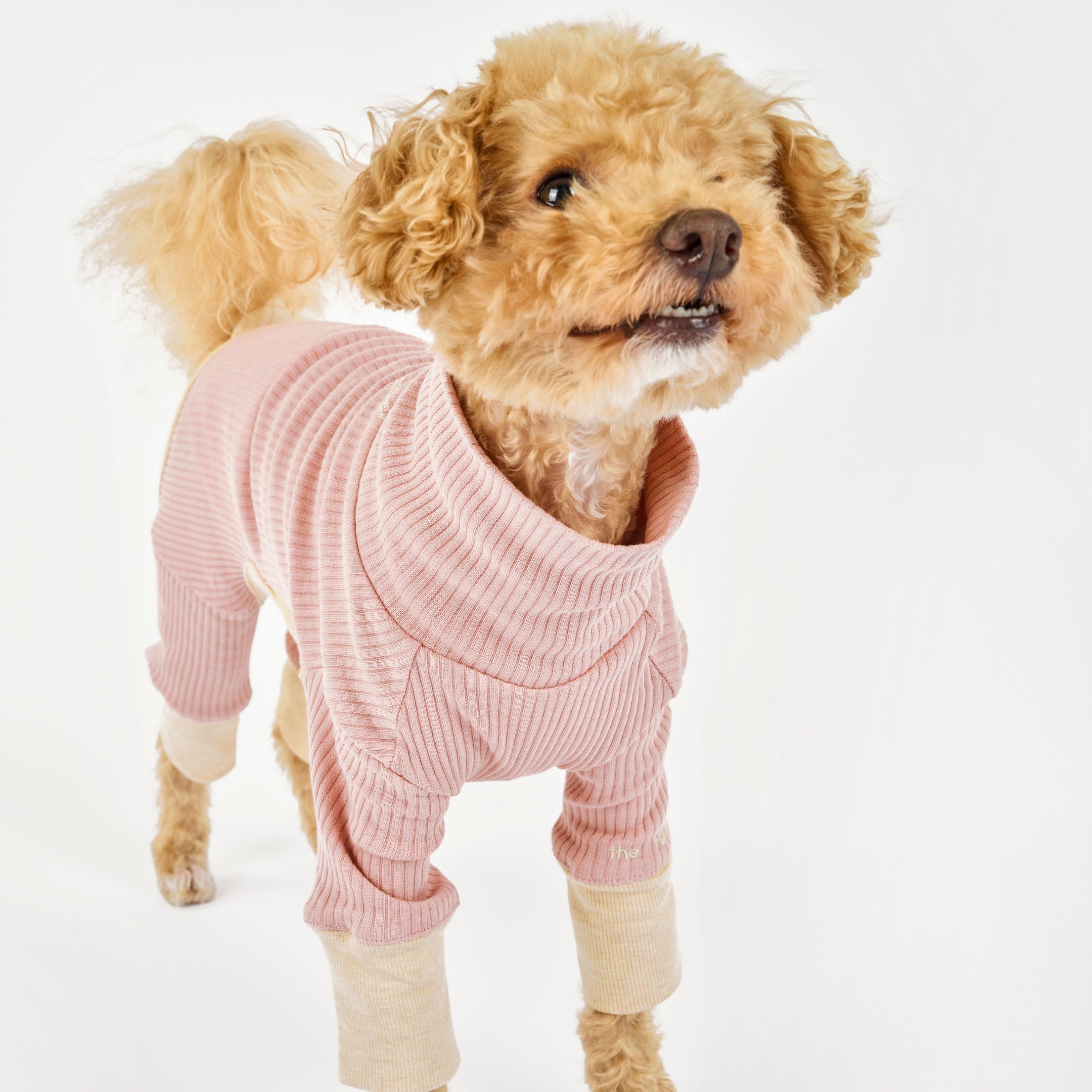 A small curly-haired dog wearing a pink ribbed onesie with cream cuffs, smiling slightly while looking up and to the side.