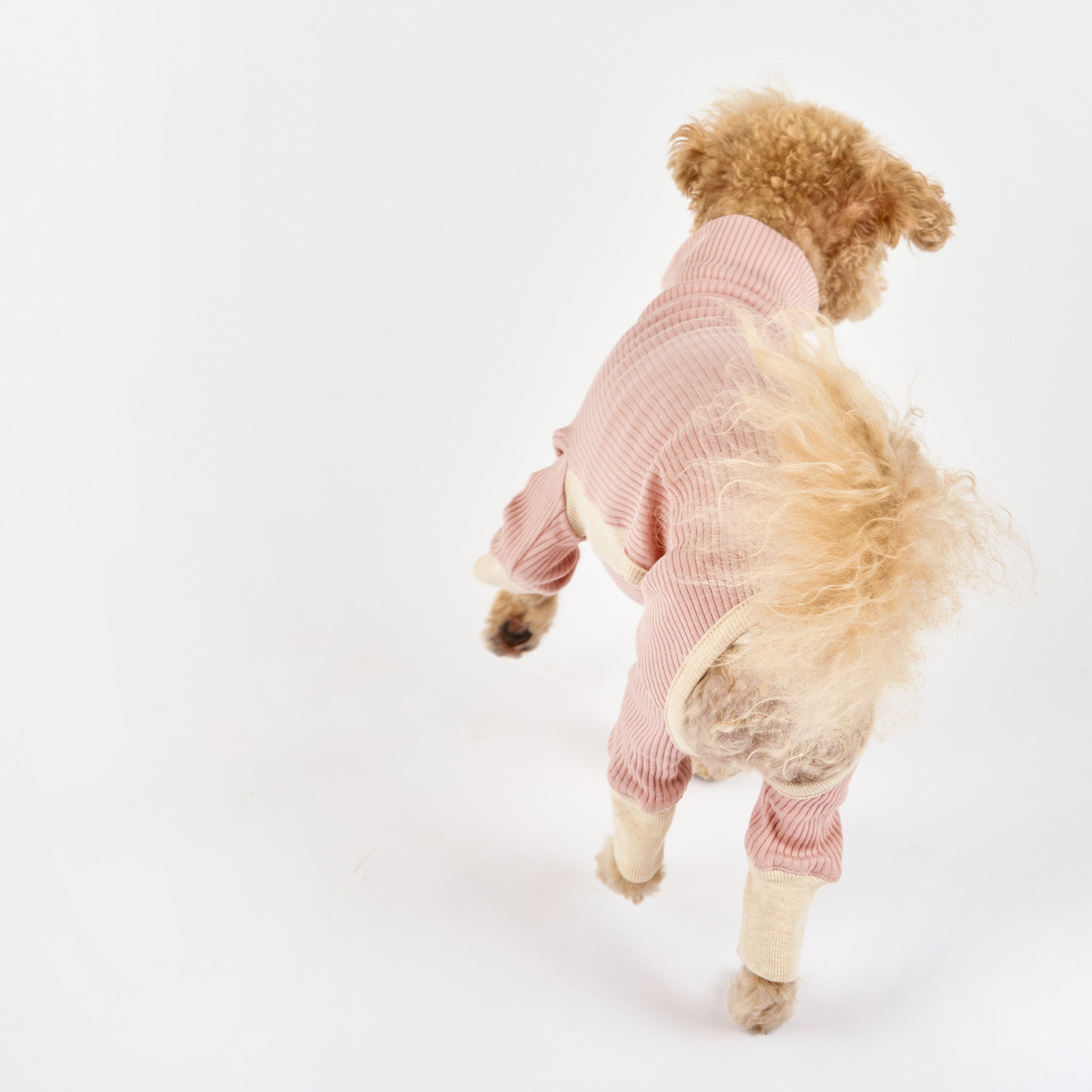 A small curly-haired dog wearing a pink ribbed onesie, viewed from behind, showing the outfit's fit and the dog's fluffy tail.