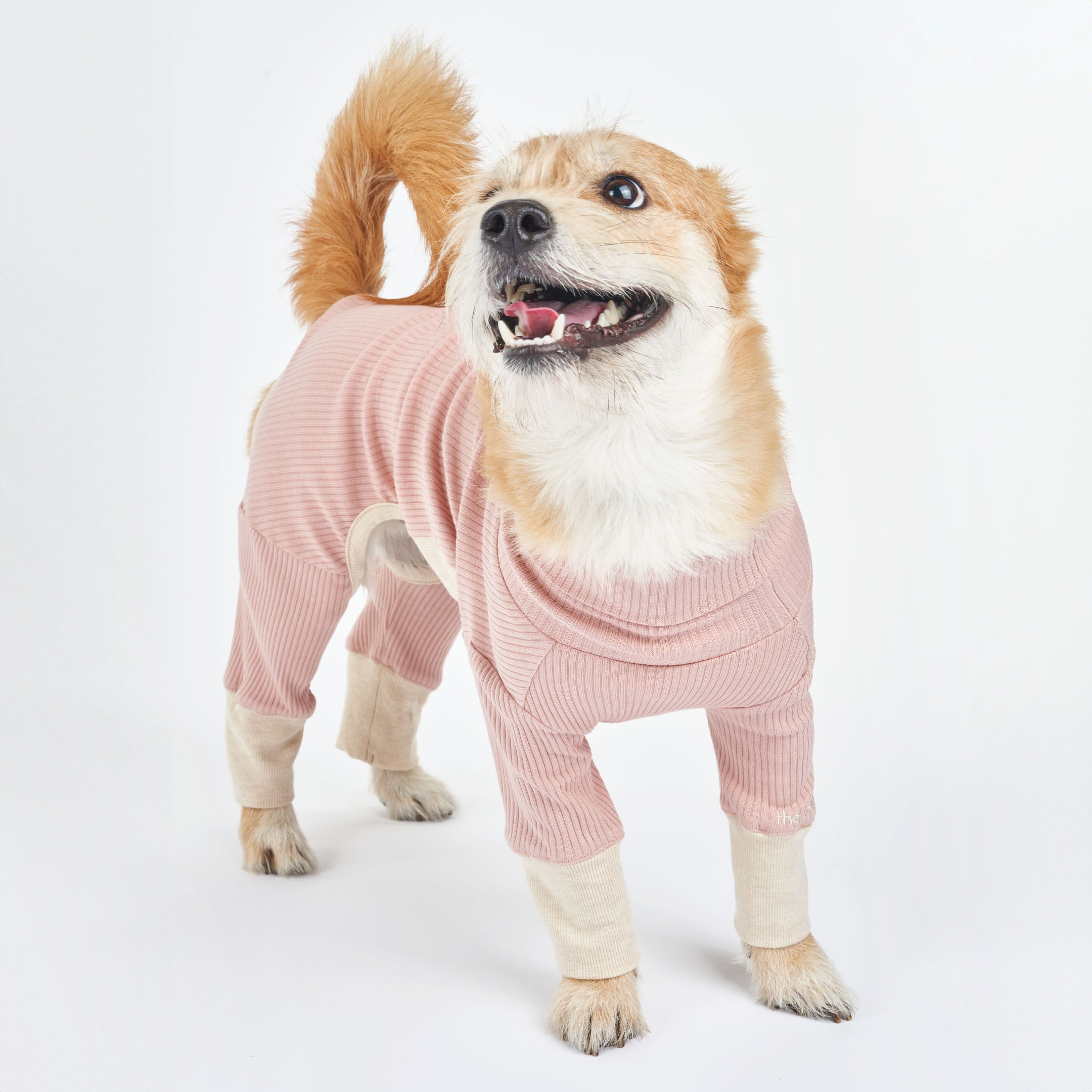 A playful dog wearing a pink ribbed dog onesie with cream cuffs, looking up with a smile, tail raised.