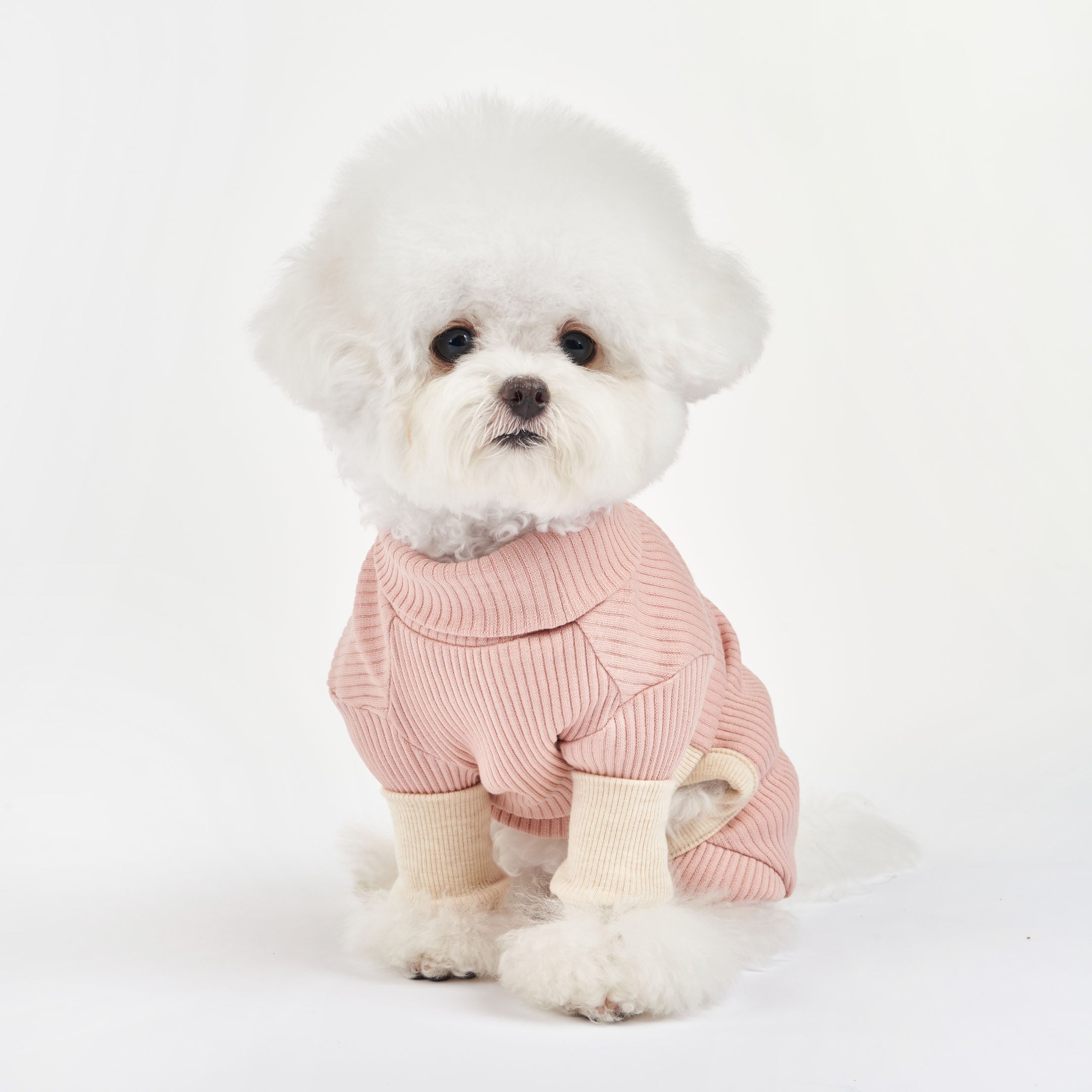 A small white fluffy dog sitting in a pink ribbed dog onesie with cream cuffs, looking forward with a gentle expression.