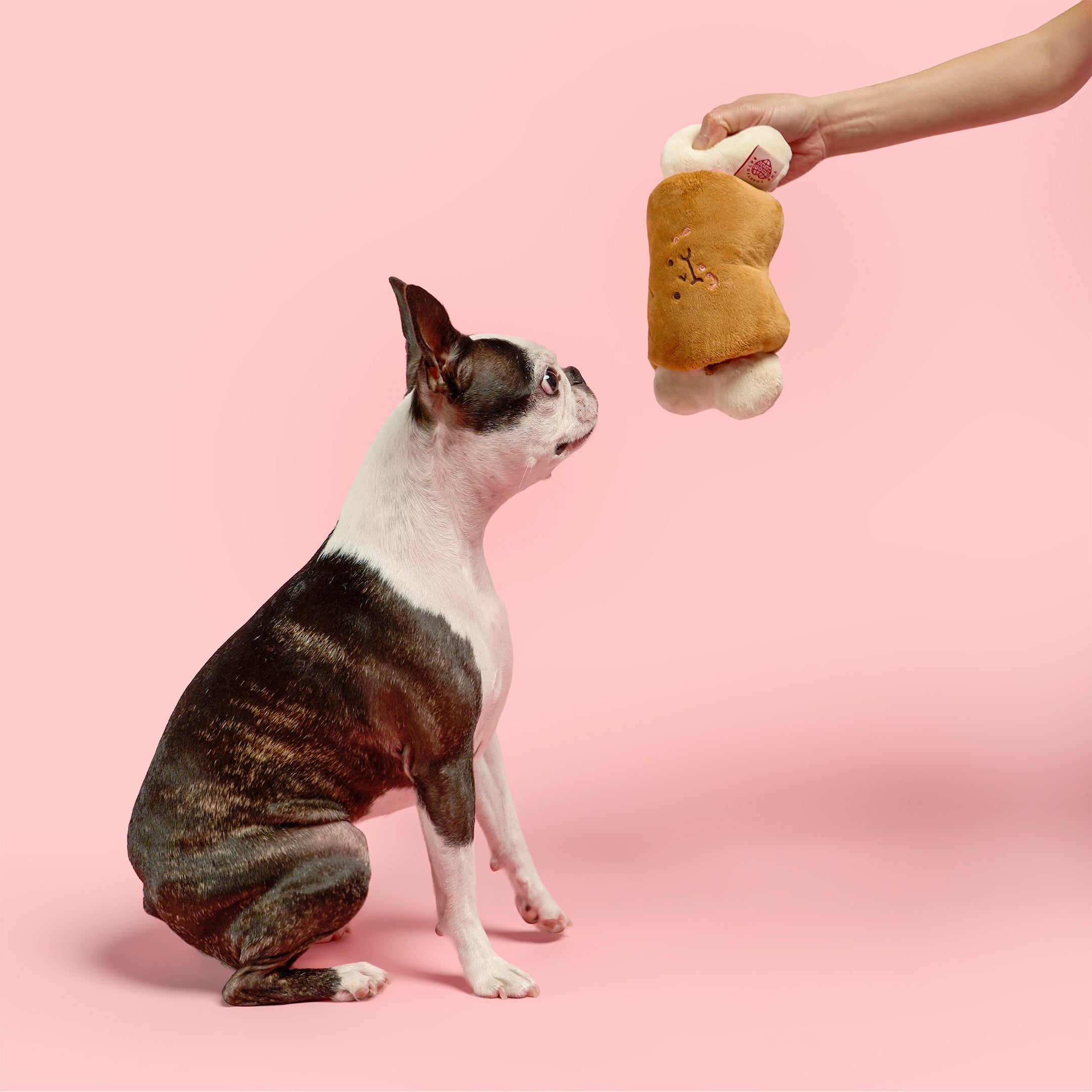 Dog sitting and looking at a plush toy held by a hand against a pink background