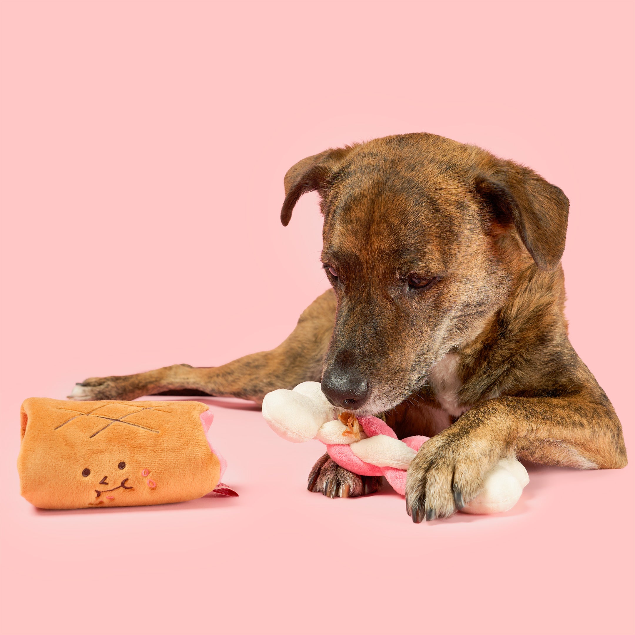 Dog playing with a plush toy on a pink background