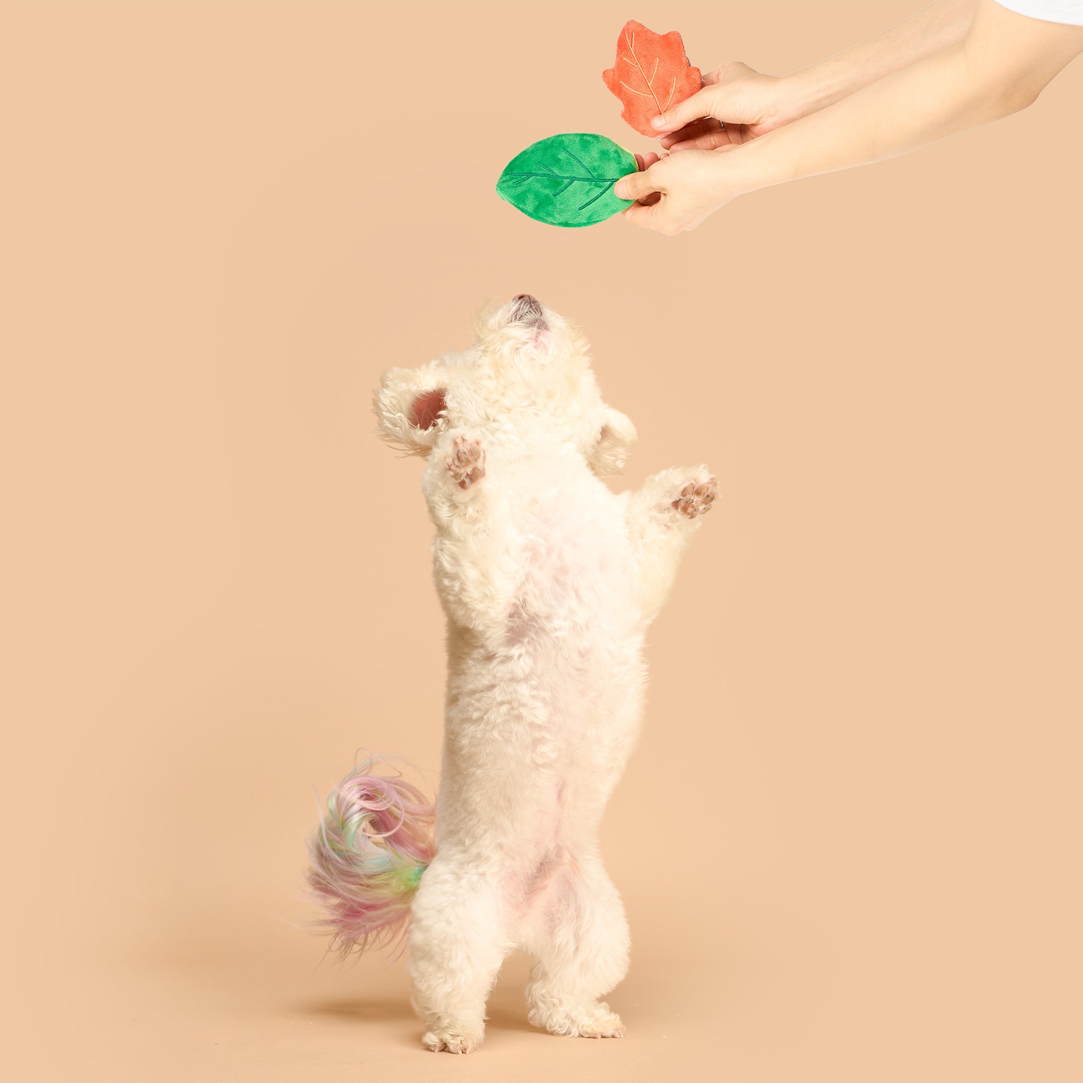 White dog standing on its hind legs to reach a toy held by a hand against a beige background