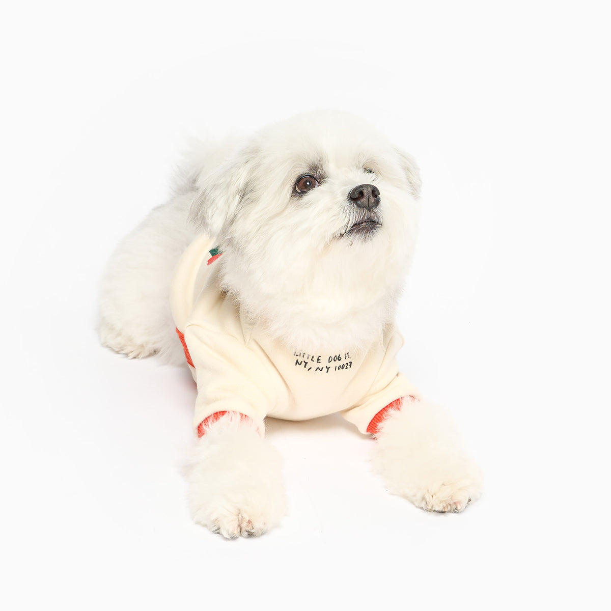 A fluffy white dog lies with its front paws extended, looking upward while wearing a cream shirt with orange trim and small black chest lettering against a white background.