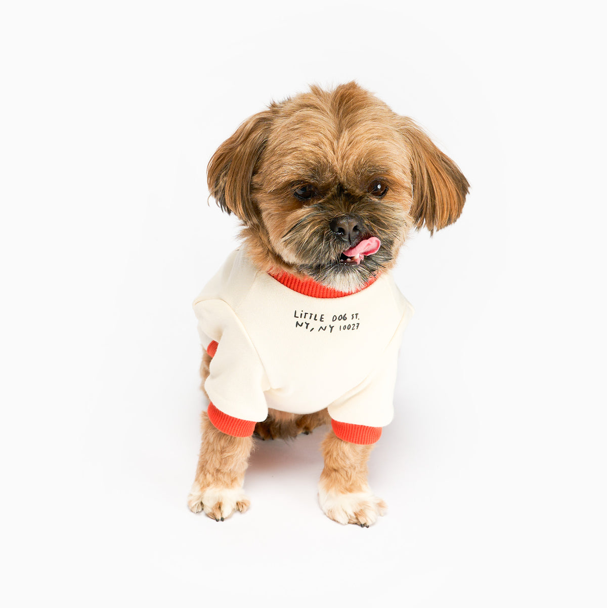 A small tan dog with a dark muzzle sits facing the camera with its tongue curled to one side, wearing a cream shirt with orange trim and small black chest lettering against a white background.