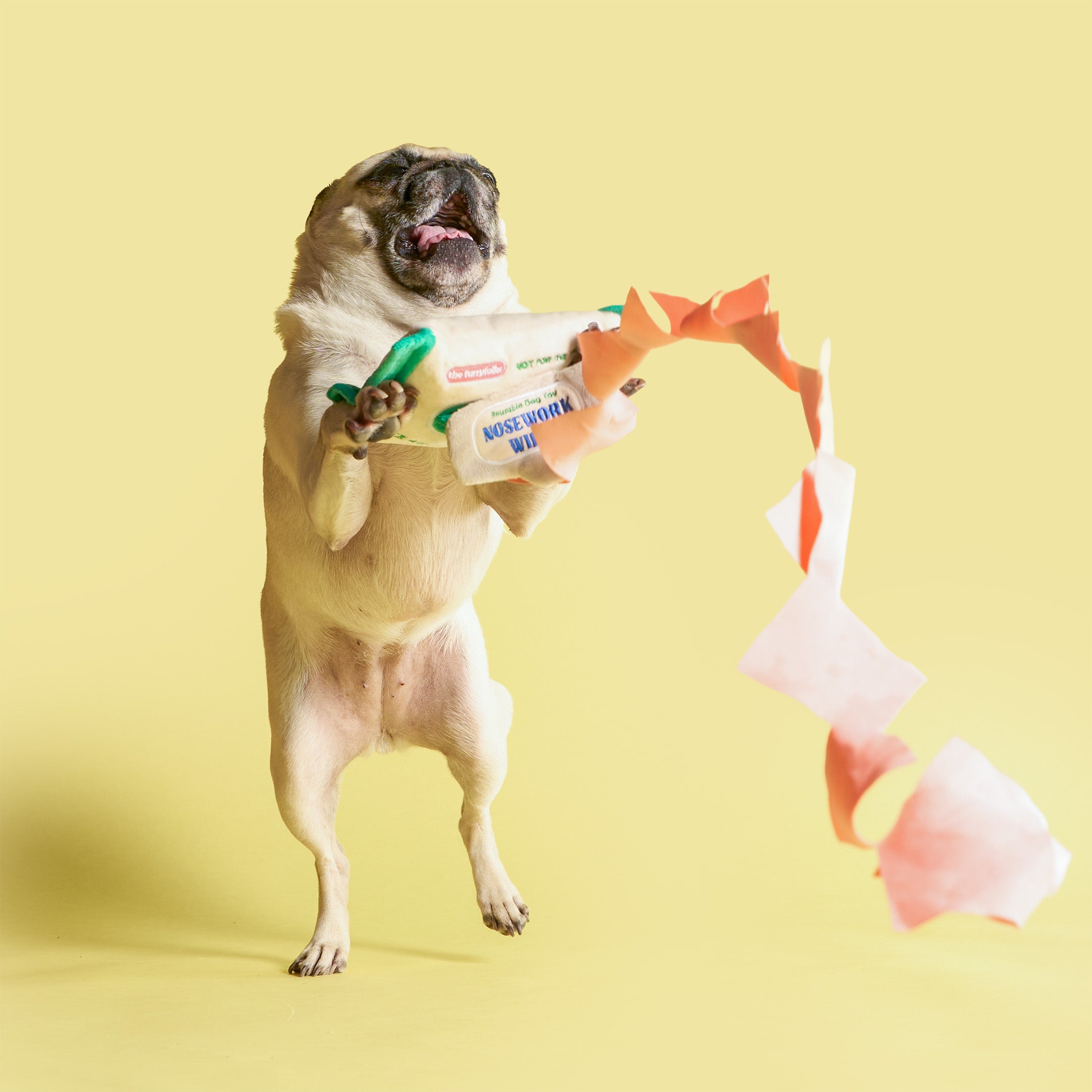 Pug dog holding a chew toy on a yellow background