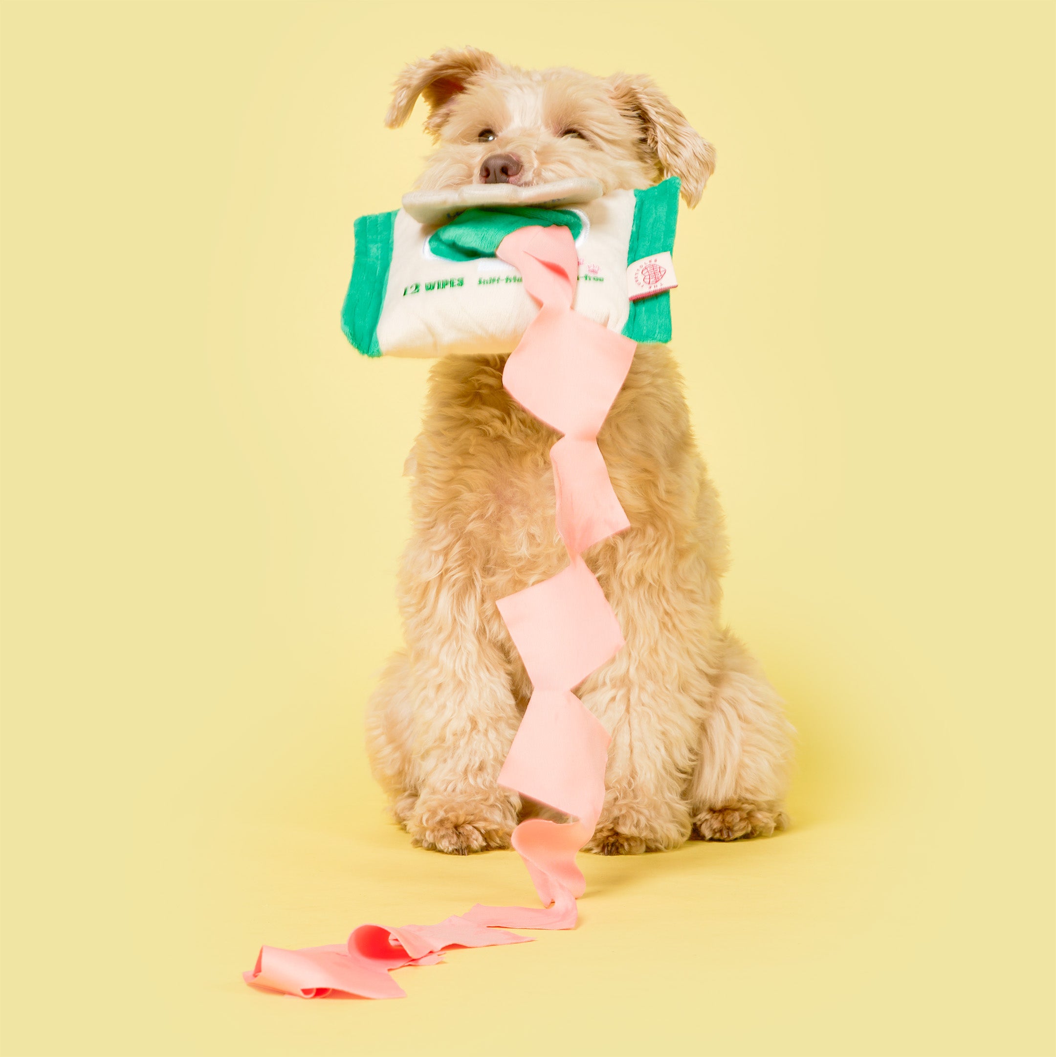 Dog holding a package with pink ribbons on a yellow background