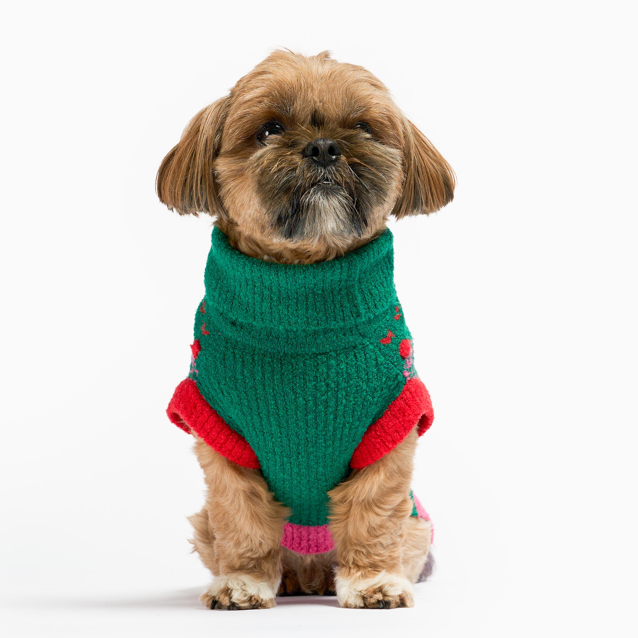 Small dog wearing a green and red knitted sweater on a white background