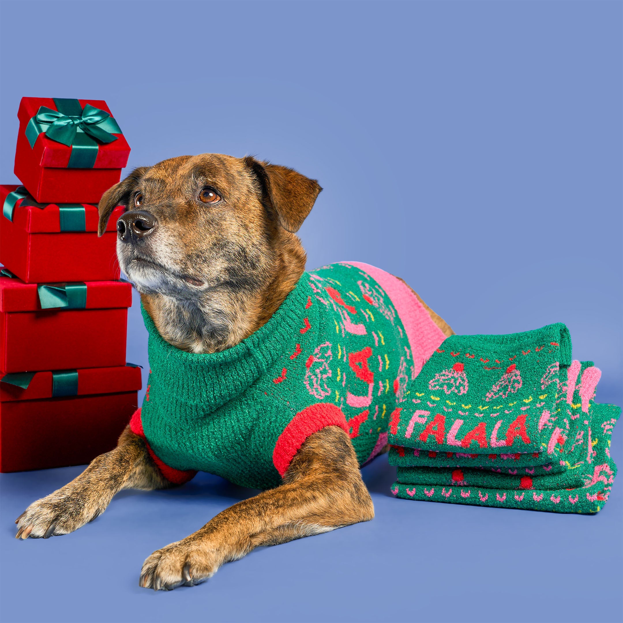 Dog wearing a green sweater with red accents, surrounded by red gift boxes and green socks on a blue background.