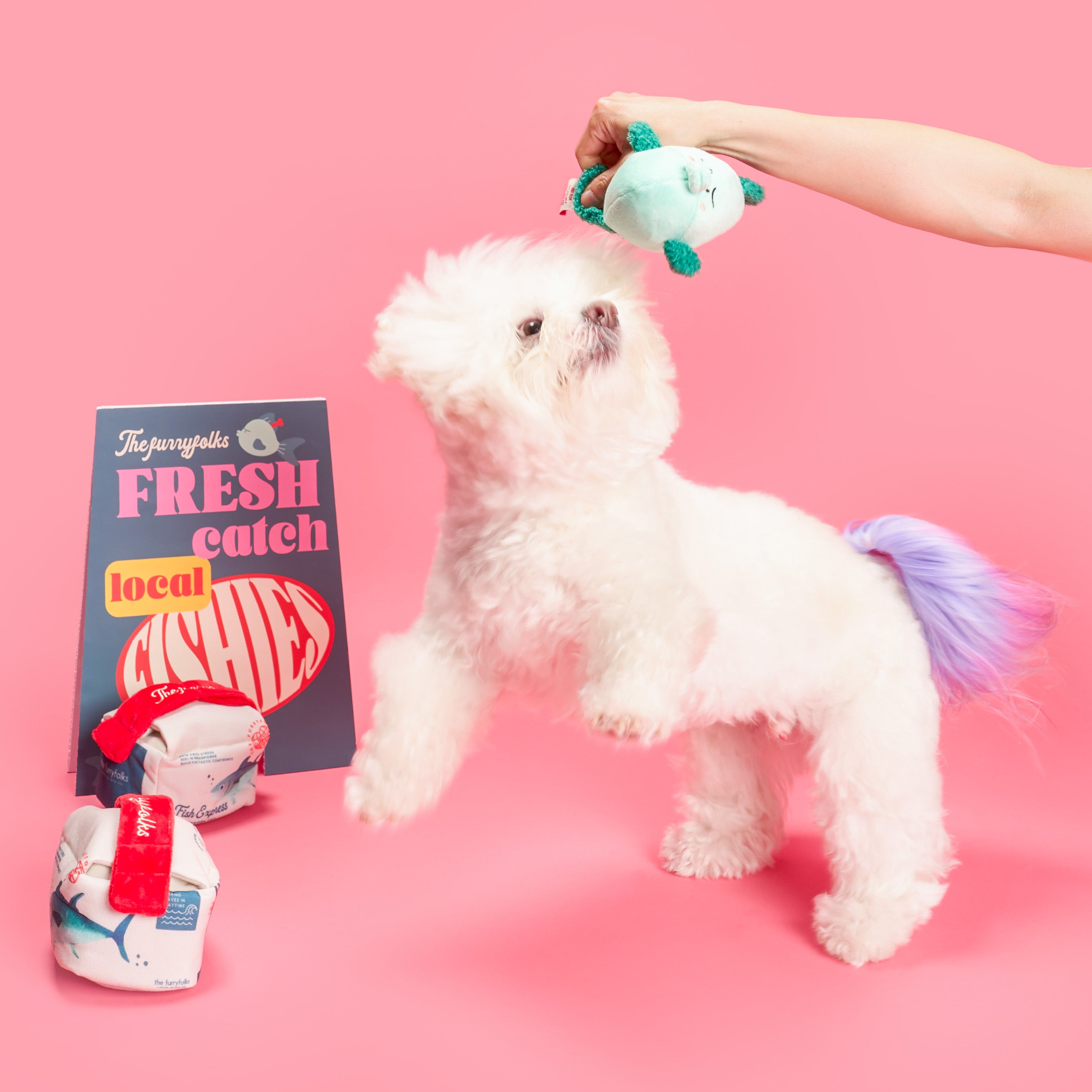 Small white dog with colorful tail held by a person on a pink background, with a toy and magazine titled 'Fresh Catch' visible.