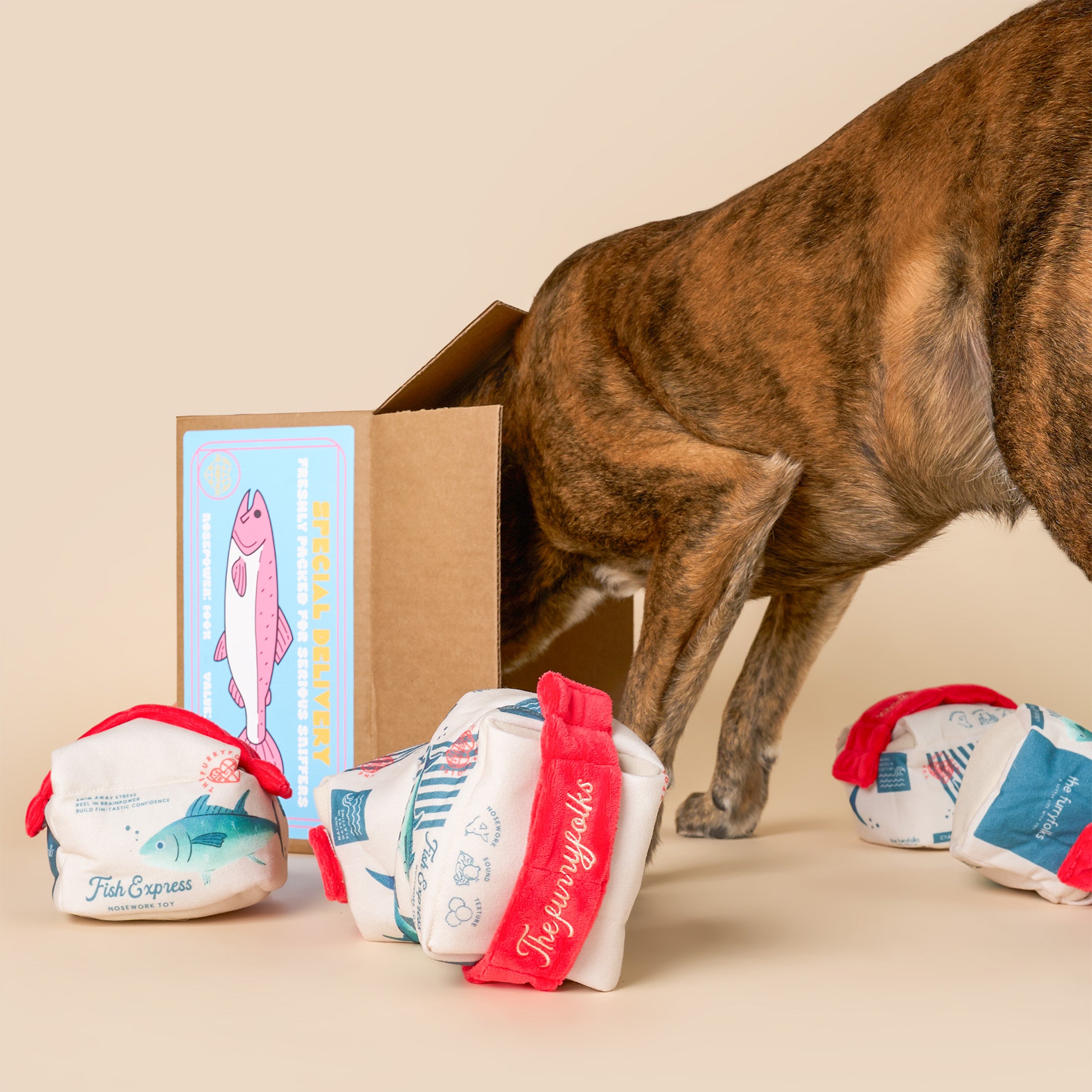Dog interacting with a box and dog toys on a beige background