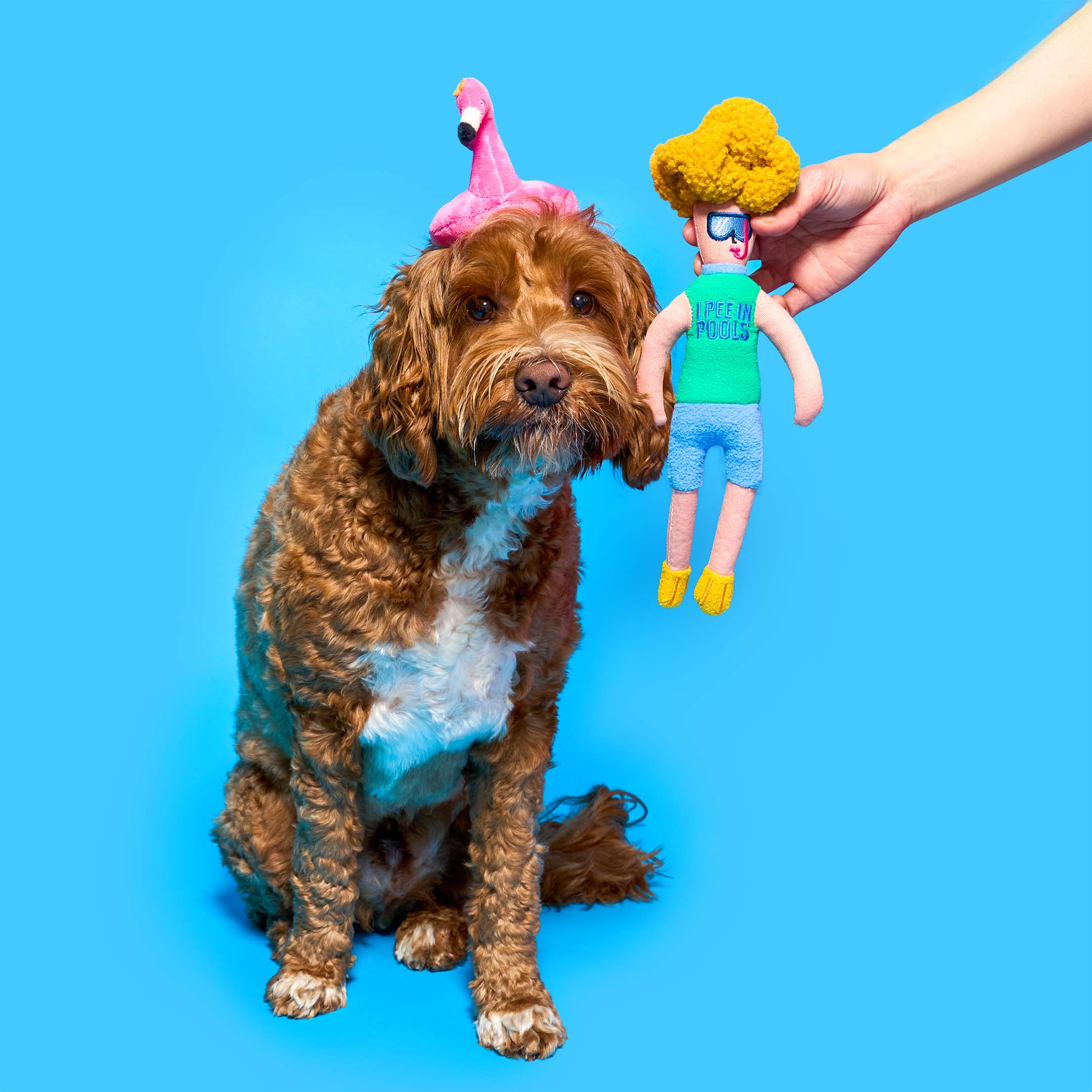 A curly-haired brown dog sits calmly with a plush flamingo float toy on its head, while a hand holds up the matching Flamingo Hooman plush toy next to the dog.