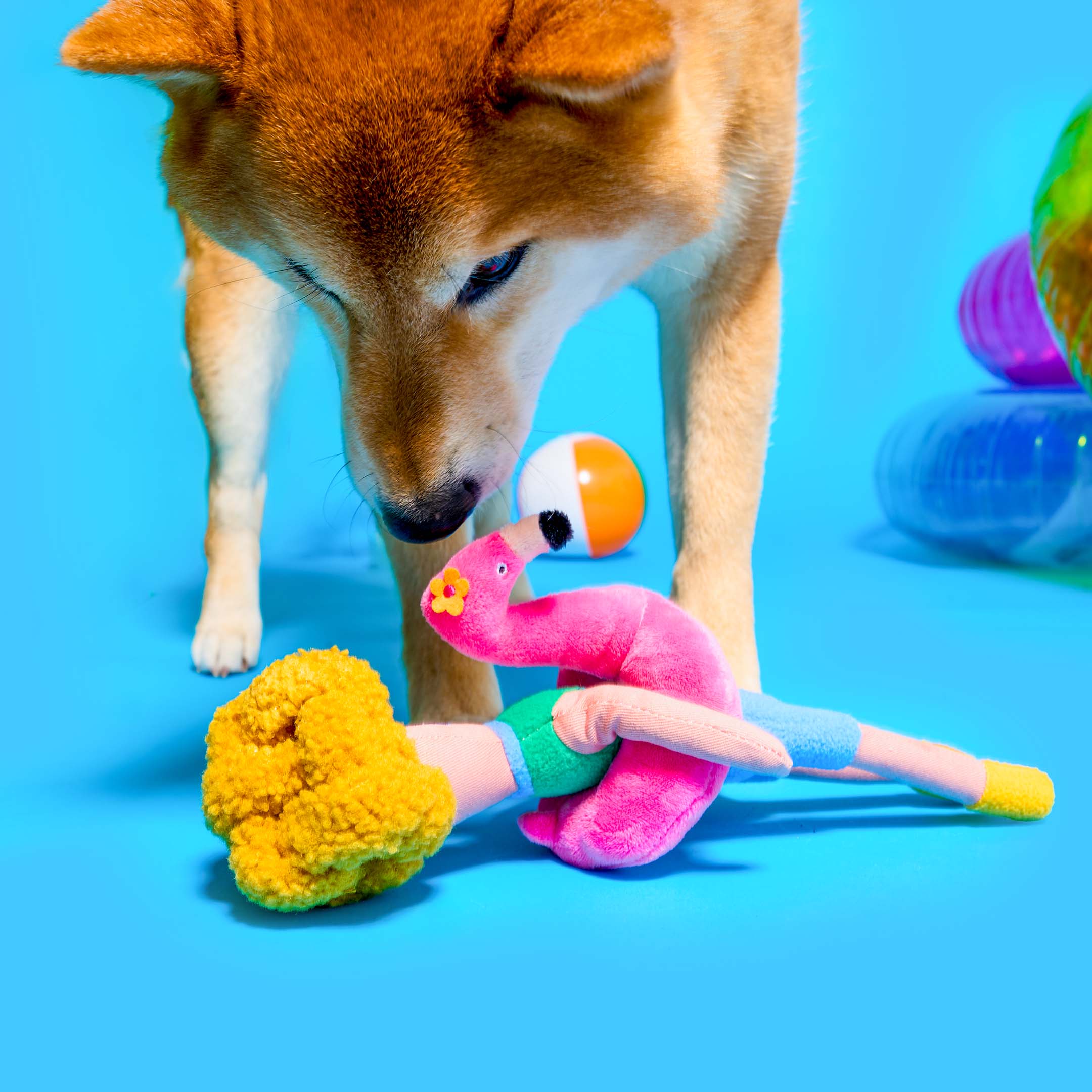 A curious Shiba Inu sniffs the plush flamingo float attached to the Flamingo Hooman toy, with colorful beach balls and pool props in the background.