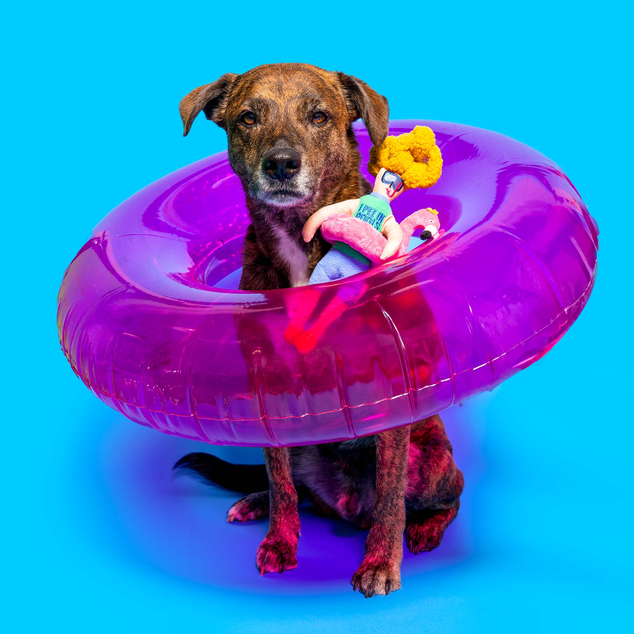 A brindle dog sits inside a large purple inflatable pool ring, holding the Flamingo Hooman plush toy with the pink flamingo float around it, on a bright blue backdrop.