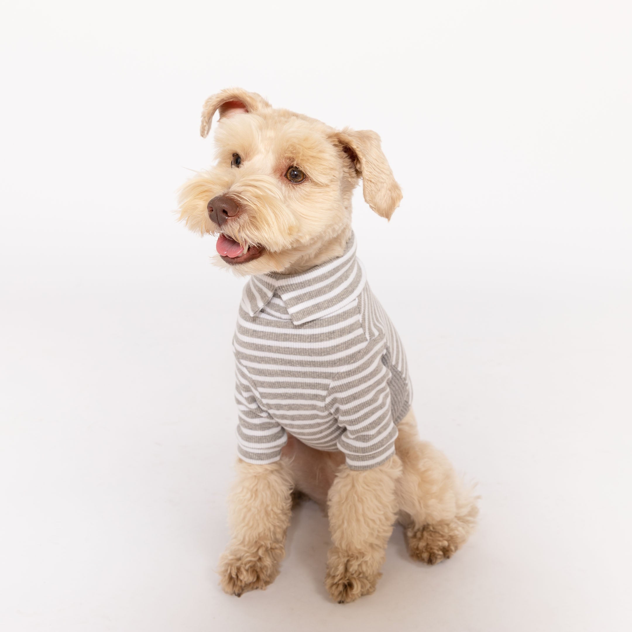 Happy Schnauzer in a Heater gray striped shirt, showcasing the perfect blend of style and comfort in pet fashion.