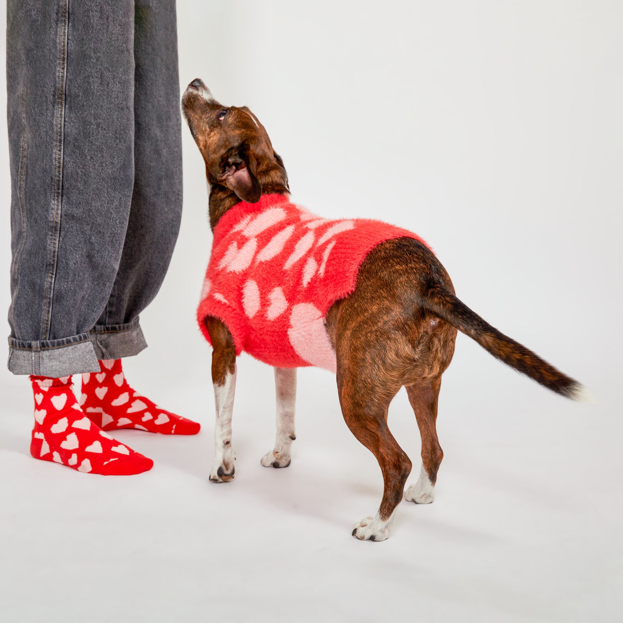 A brown dog wearing a red sweater with large pink heart patterns looks up at a person wearing rolled-up jeans and matching red socks with white hearts.