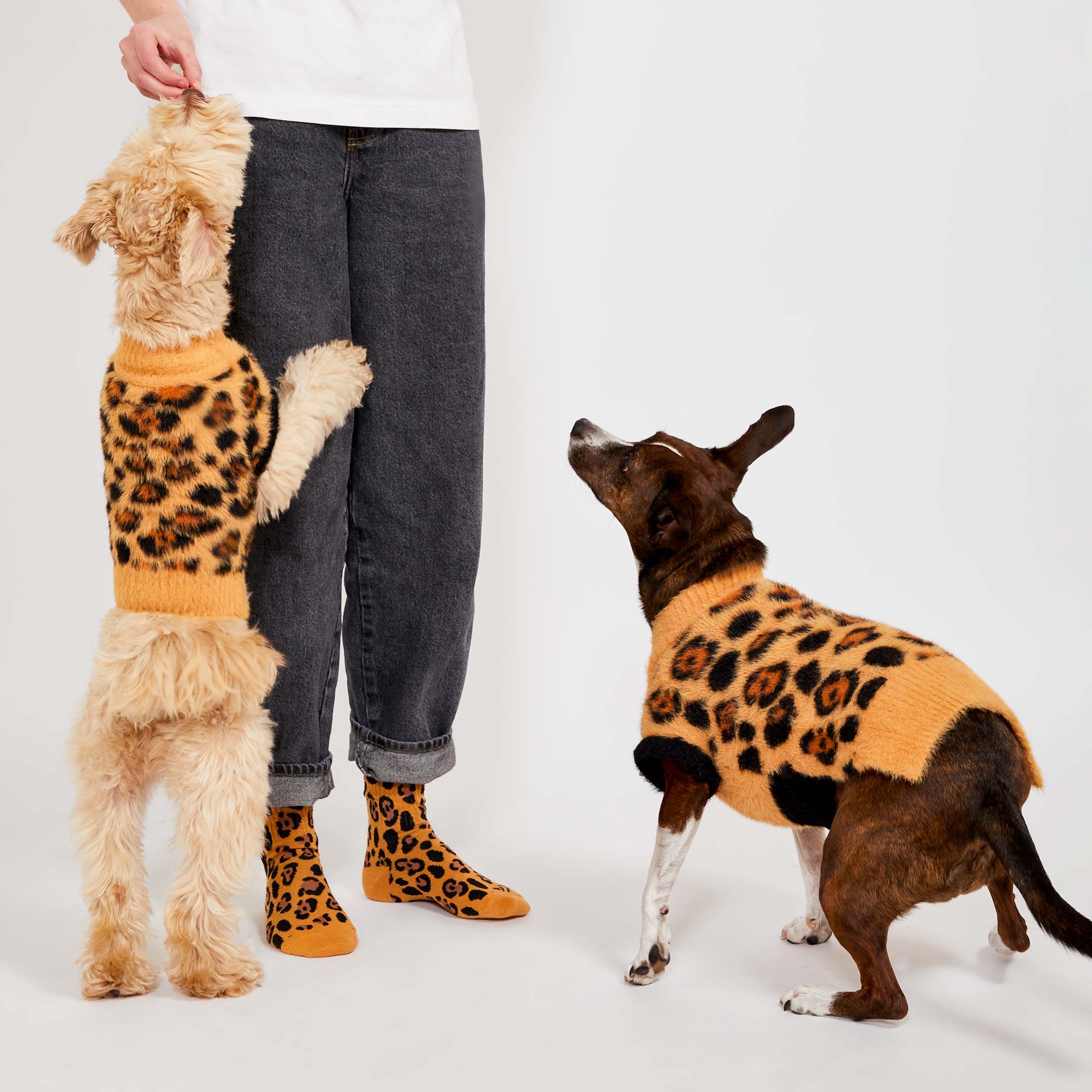 A light-colored dog wearing a leopard-print sweater stands on its hind legs with its paws on a person's leg. The person is dressed in black jeans and leopard-print socks. A second dog, wearing the same style of sweater, looks up at the person from the ground.